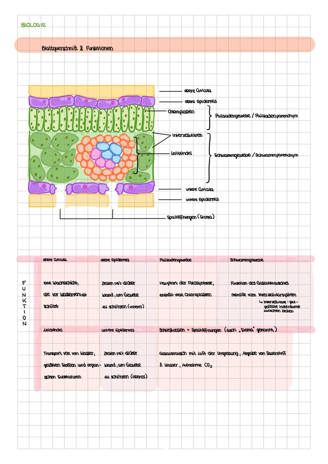 BIOLOGIE
Blattquerschnitt & FunkHonen
obere Cuticula
obere Epidermis
Chioroplasten
Palisadengewebe/Palisaden parenchym
Interzellularen