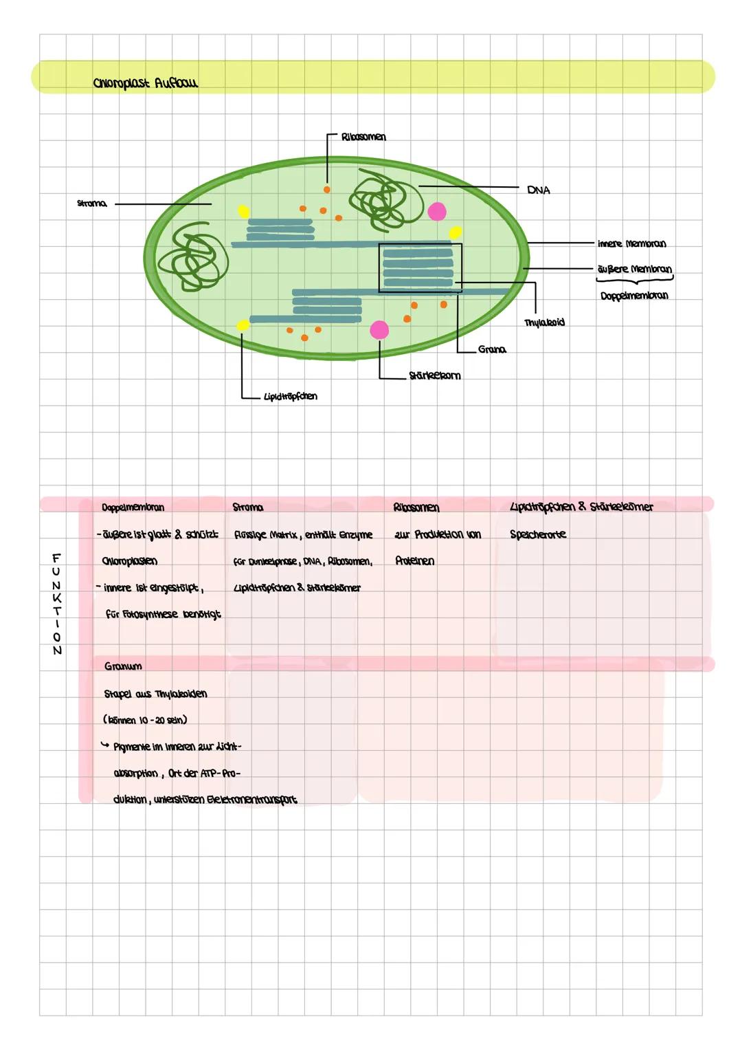 BIOLOGIE
Blattquerschnitt & FunkHonen
obere Cuticula
obere Epidermis
Chioroplasten
Palisadengewebe/Palisaden parenchym
Interzellularen