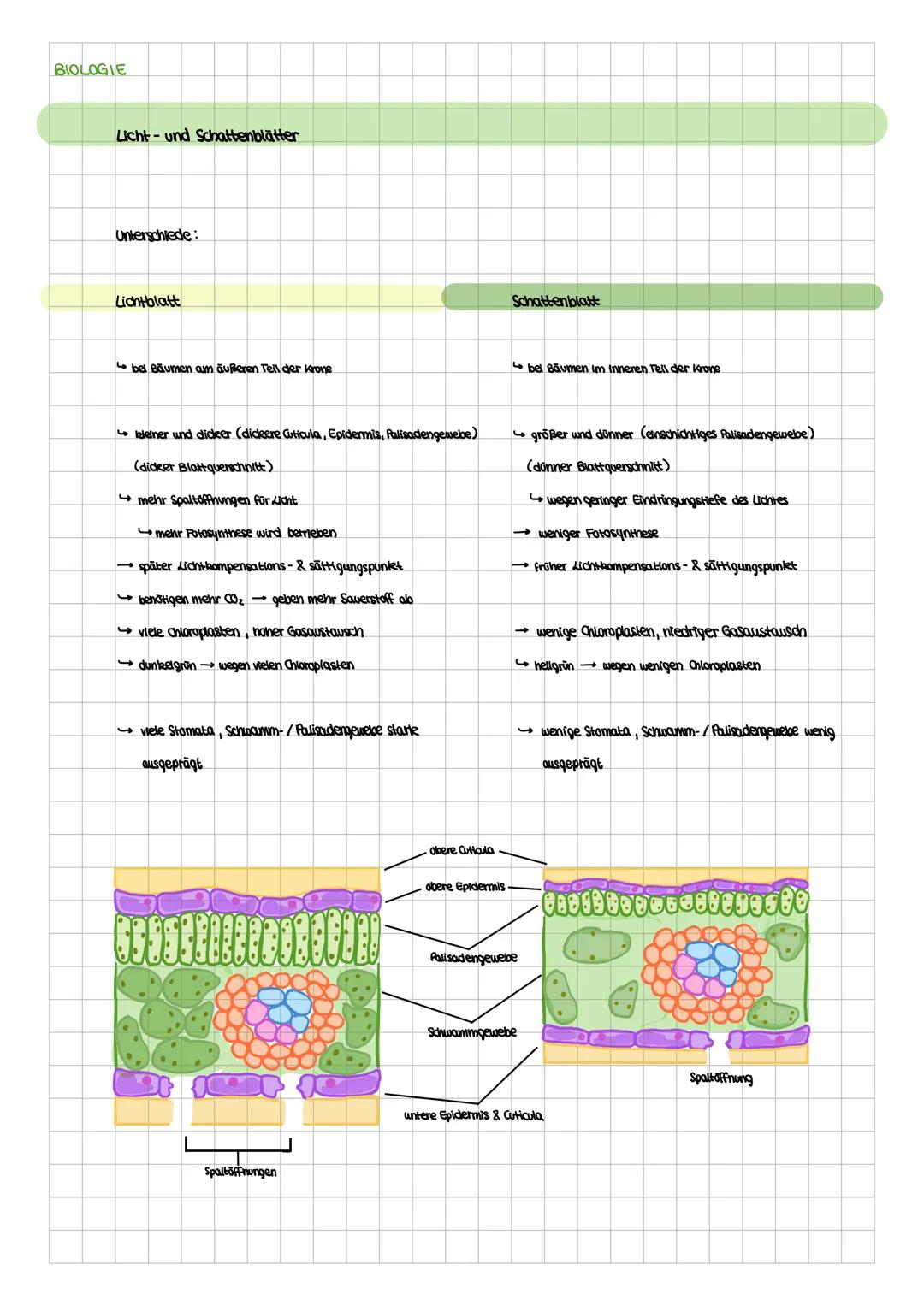 BIOLOGIE
Licht- und Schattenblätter
Unterschiede:
Lichtblatt
bel Bäumen am äußeren Teil der Krone
kleiner und dideer (dickere Cuticula,