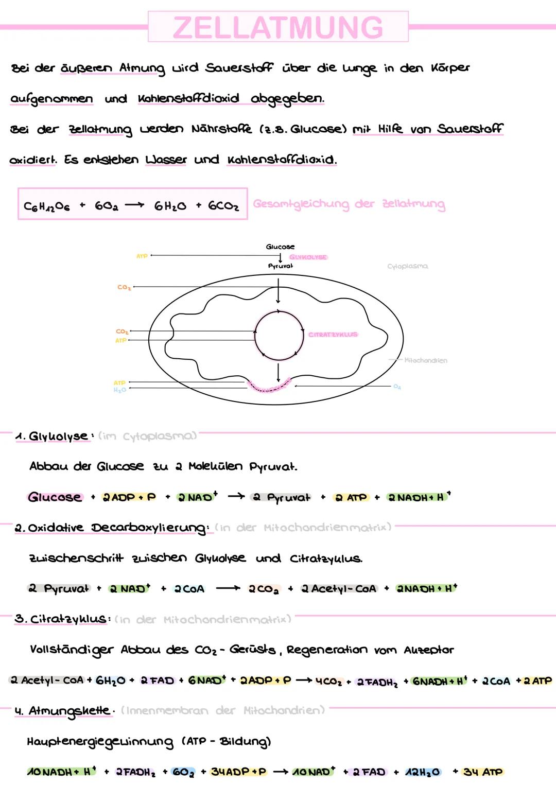 Stoffwechsel DEFINITION
STOFFWECHSEL
Unter Stoffwechsel versteht man alle chemischen Reaktionen, die im Körper ablaufen
und mit der Aufnahme