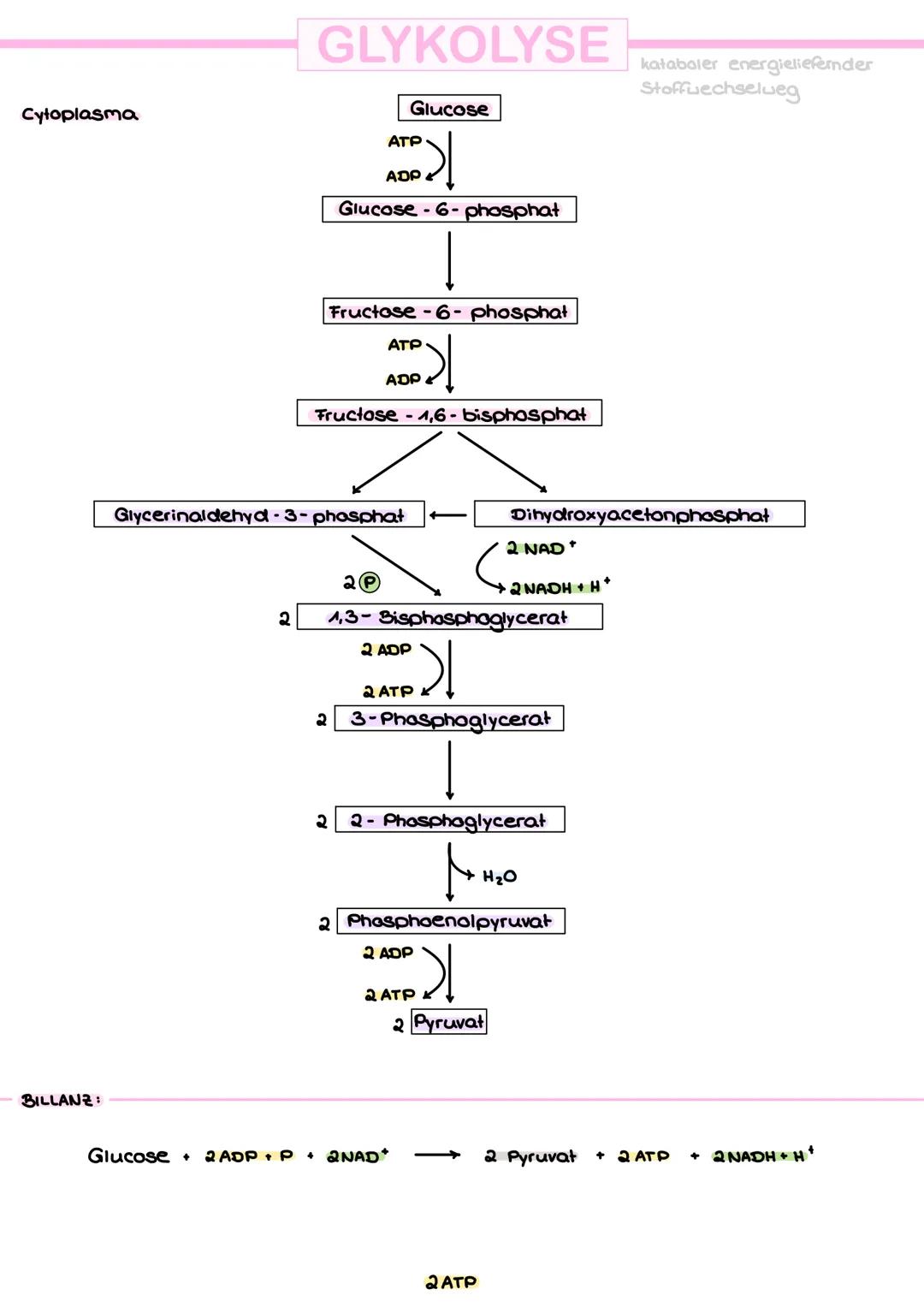 Stoffwechsel DEFINITION
STOFFWECHSEL
Unter Stoffwechsel versteht man alle chemischen Reaktionen, die im Körper ablaufen
und mit der Aufnahme