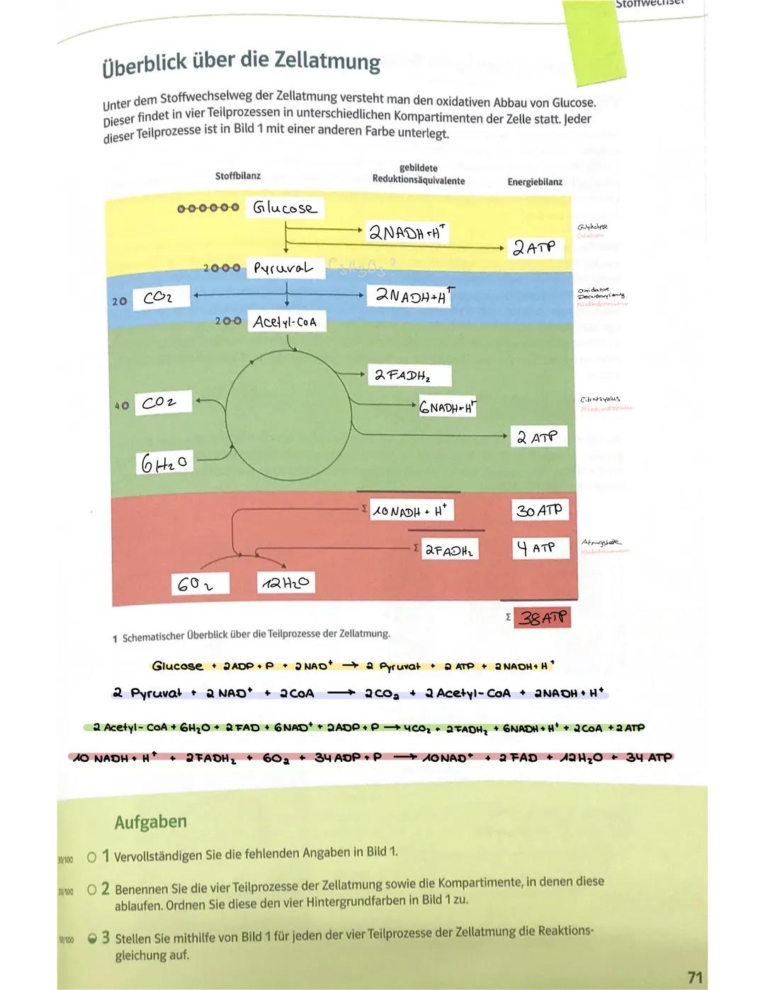 Stoffwechsel DEFINITION
STOFFWECHSEL
Unter Stoffwechsel versteht man alle chemischen Reaktionen, die im Körper ablaufen
und mit der Aufnahme