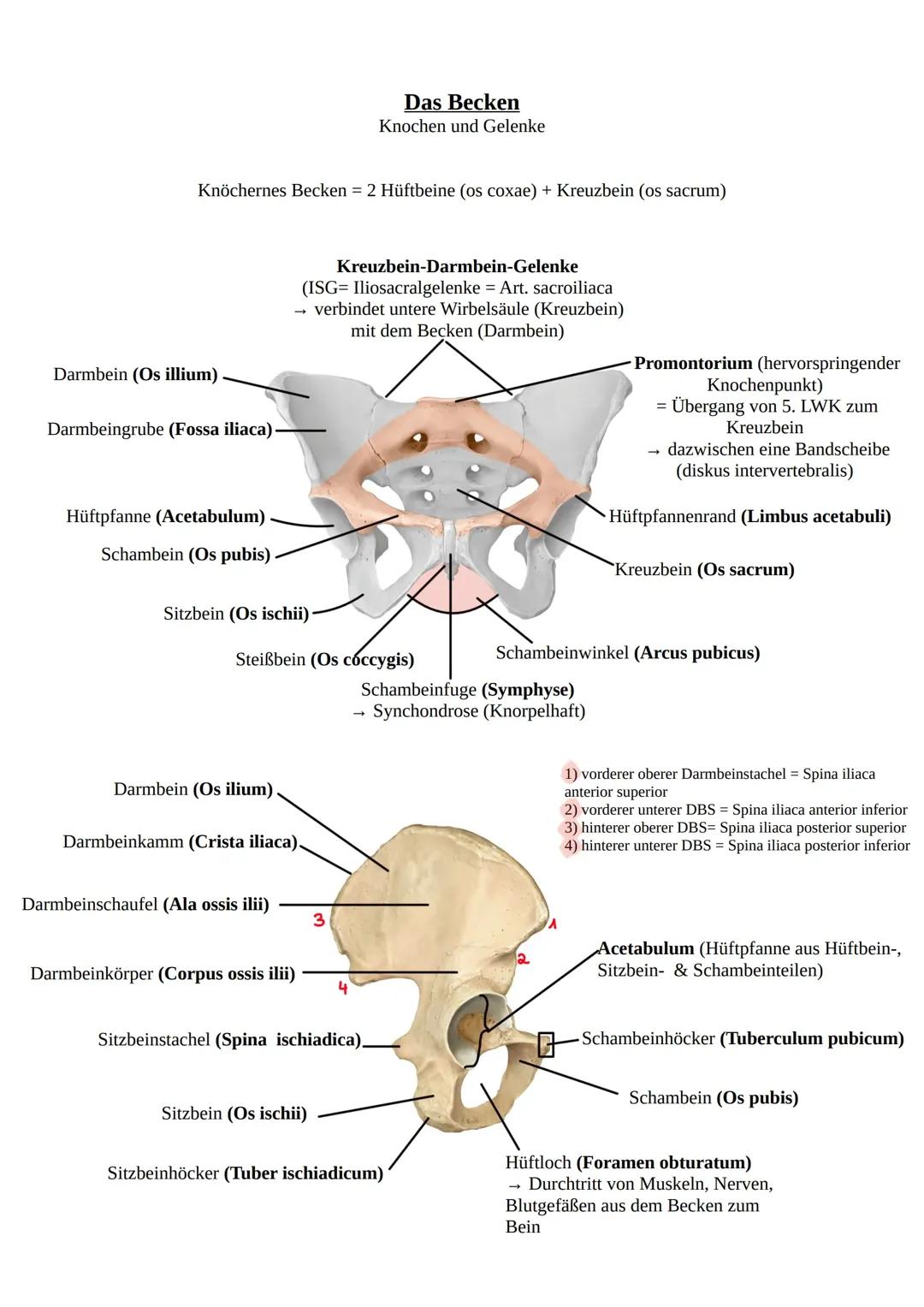 Untere Extremitäten des Menschen