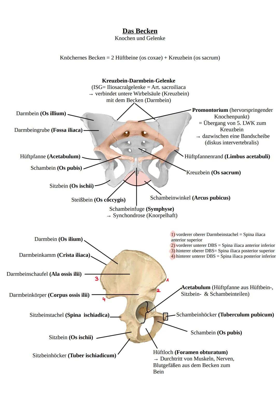 Das Becken
Knochen und Gelenke
Knöchernes Becken = 2 Hüftbeine (os coxae) + Kreuzbein (os sacrum)
Darmbein (Os illium)
Darmbeingrube (Fossa