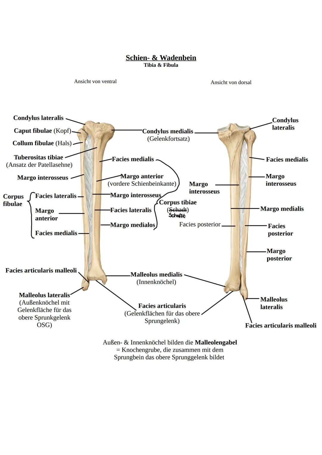 Das Becken
Knochen und Gelenke
Knöchernes Becken = 2 Hüftbeine (os coxae) + Kreuzbein (os sacrum)
Darmbein (Os illium)
Darmbeingrube (Fossa