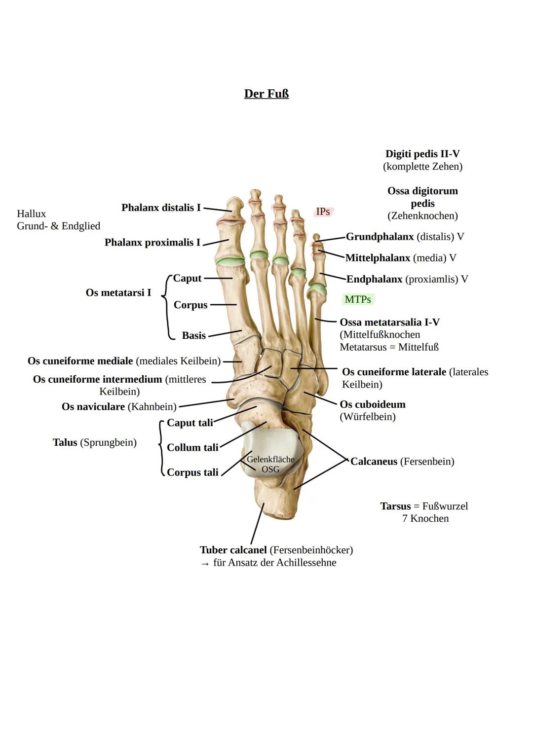 Das Becken
Knochen und Gelenke
Knöchernes Becken = 2 Hüftbeine (os coxae) + Kreuzbein (os sacrum)
Darmbein (Os illium)
Darmbeingrube (Fossa