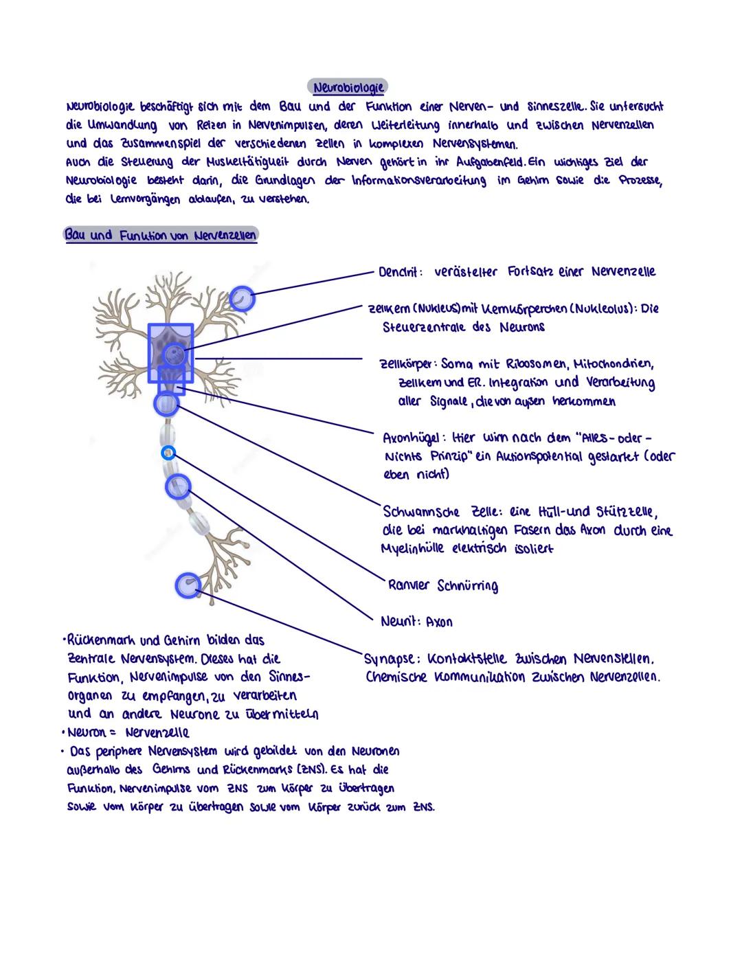 Neurobiologie Lernzettel 1