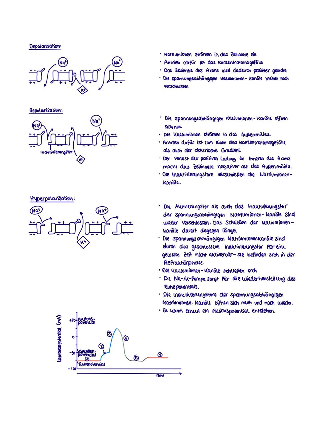 # Neurobiologie
Neurobiologie beschäftigt sich mit dem Bau und der Funktion einer Nerven- und sinneszelle. Sie untersucht
die Umwandlung vo