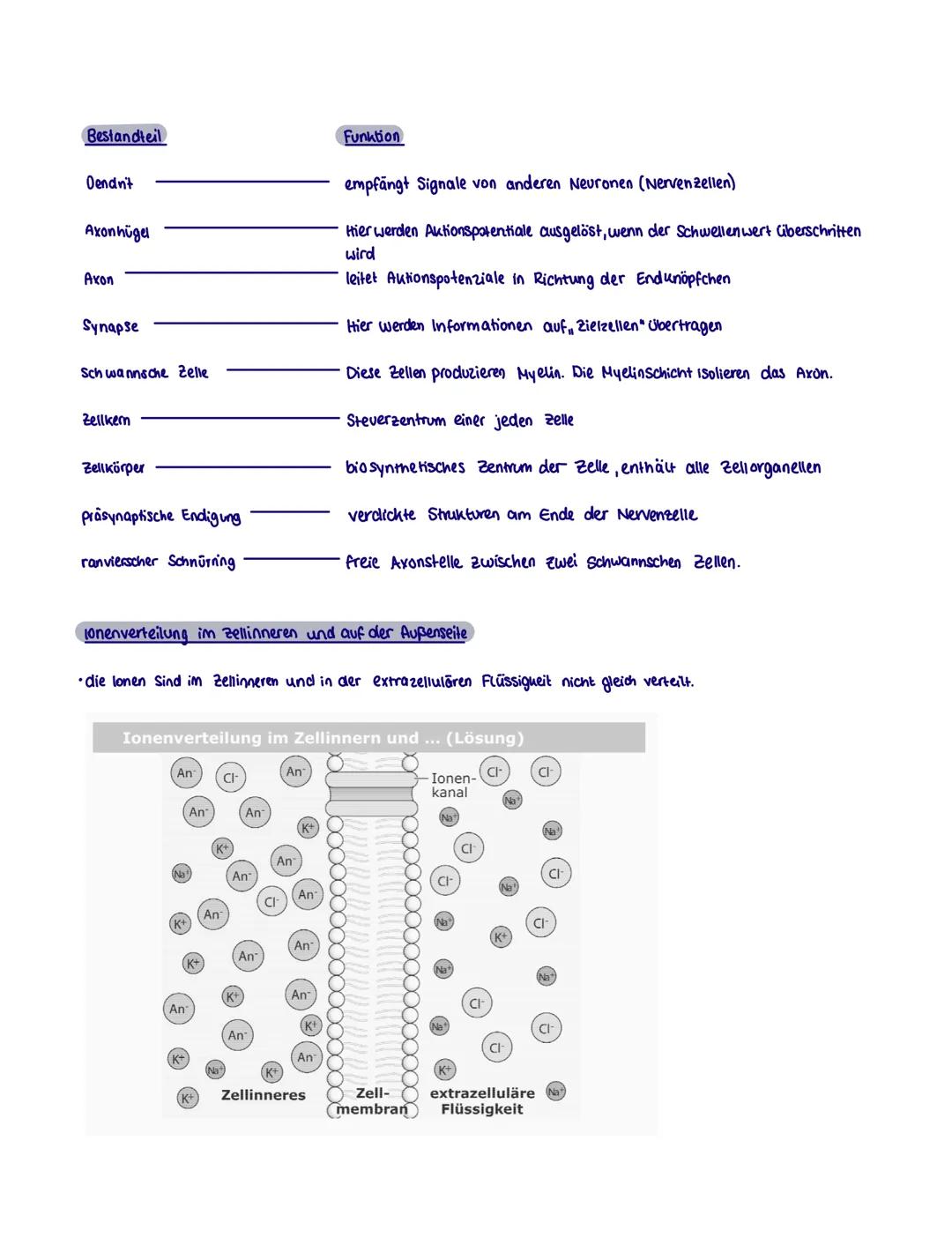 # Neurobiologie
Neurobiologie beschäftigt sich mit dem Bau und der Funktion einer Nerven- und sinneszelle. Sie untersucht
die Umwandlung vo