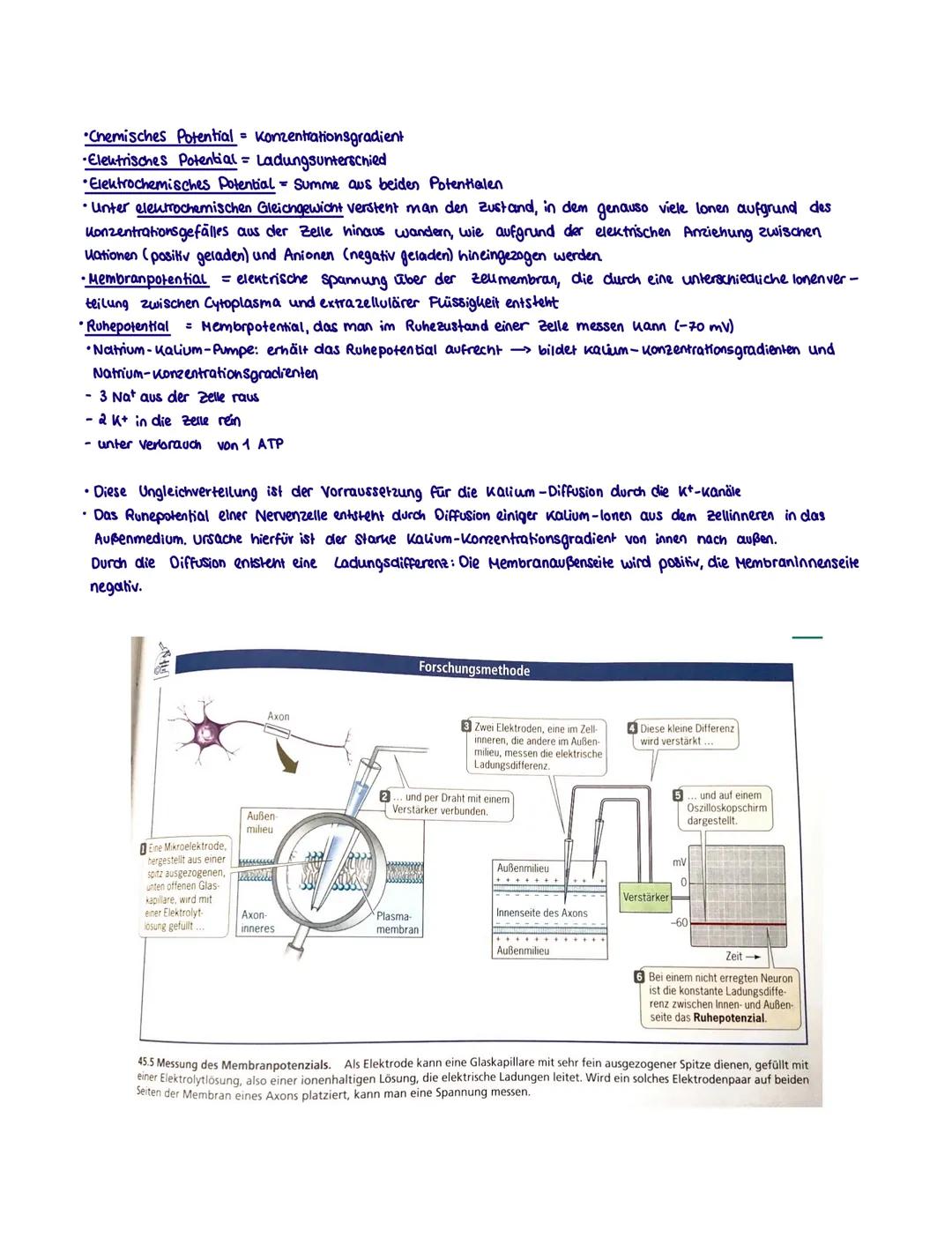 # Neurobiologie
Neurobiologie beschäftigt sich mit dem Bau und der Funktion einer Nerven- und sinneszelle. Sie untersucht
die Umwandlung vo