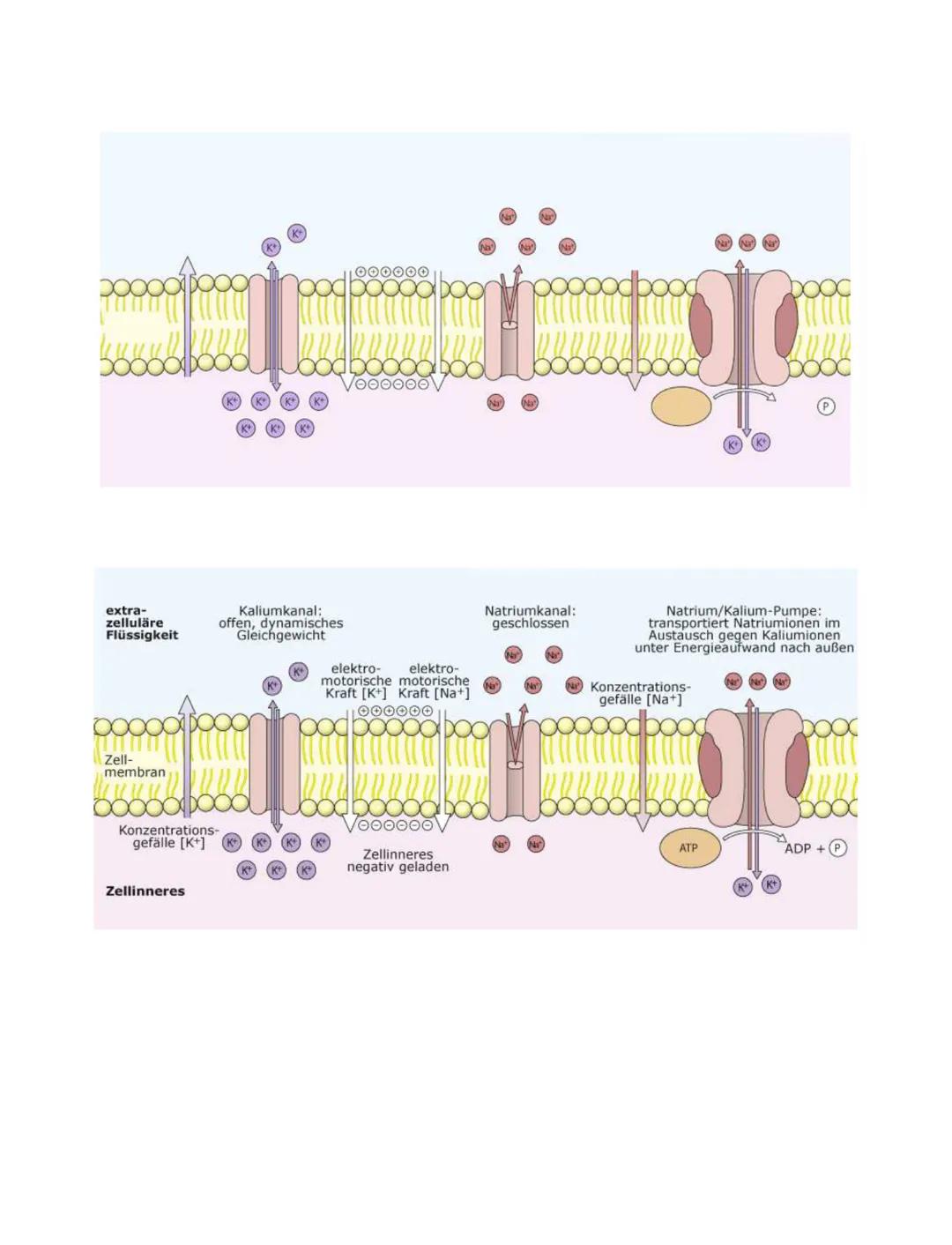 # Neurobiologie
Neurobiologie beschäftigt sich mit dem Bau und der Funktion einer Nerven- und sinneszelle. Sie untersucht
die Umwandlung vo
