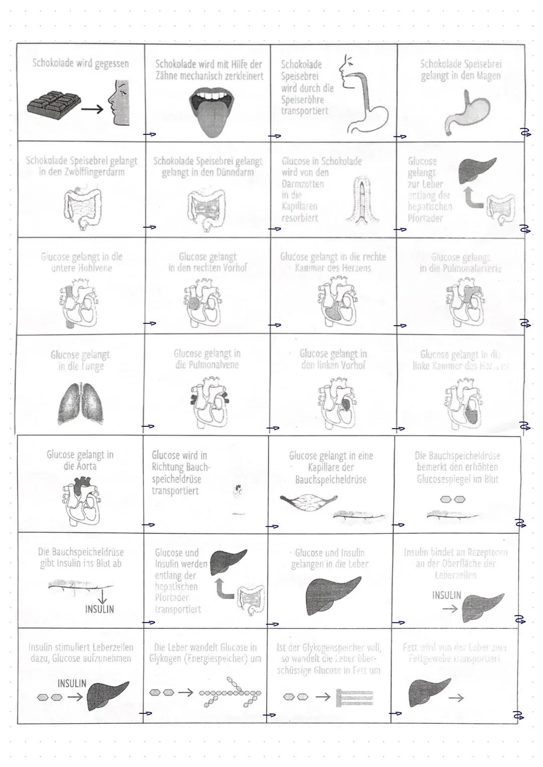 verdaauungssystem # Anatomie
Mundhönle
Zähne
ösophagus (Speiseröhre).
Ösophaguspninkter.
-Speichelarüsen
Pharynx (Rachen)
Magen
Prox