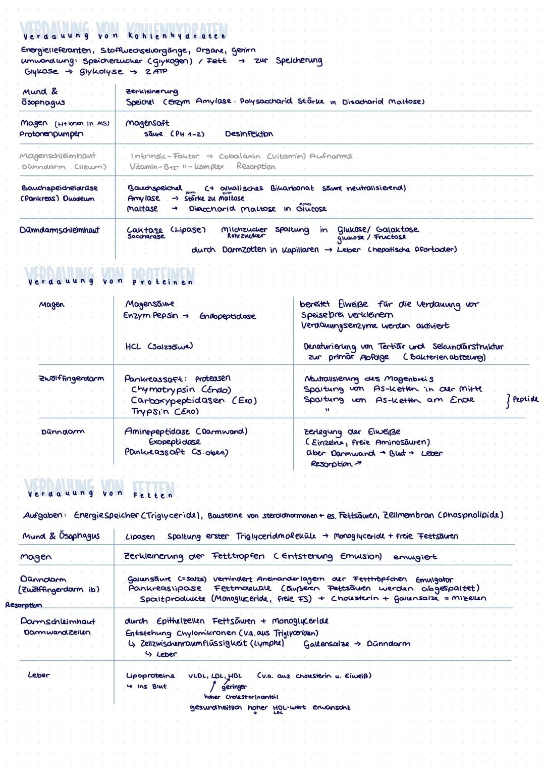 verdaauungssystem # Anatomie
Mundhönle
Zähne
ösophagus (Speiseröhre).
Ösophaguspninkter.
-Speichelarüsen
Pharynx (Rachen)
Magen
Prox