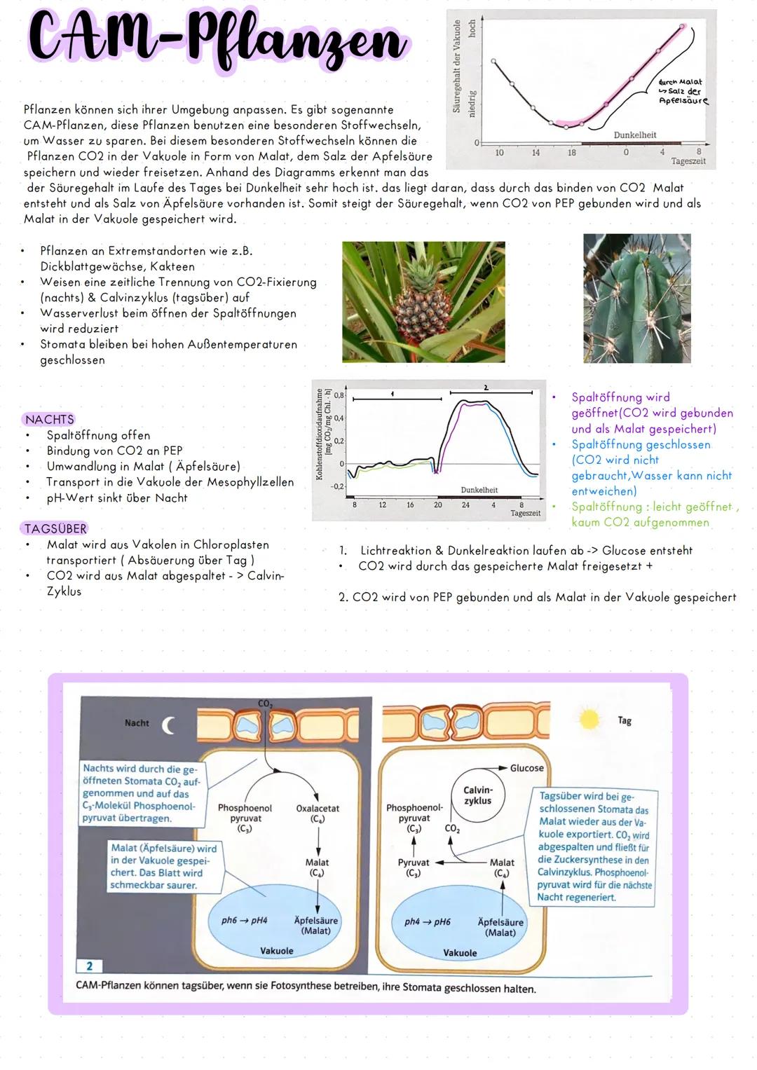 CAM-Pflanzen (Fotosynthese)