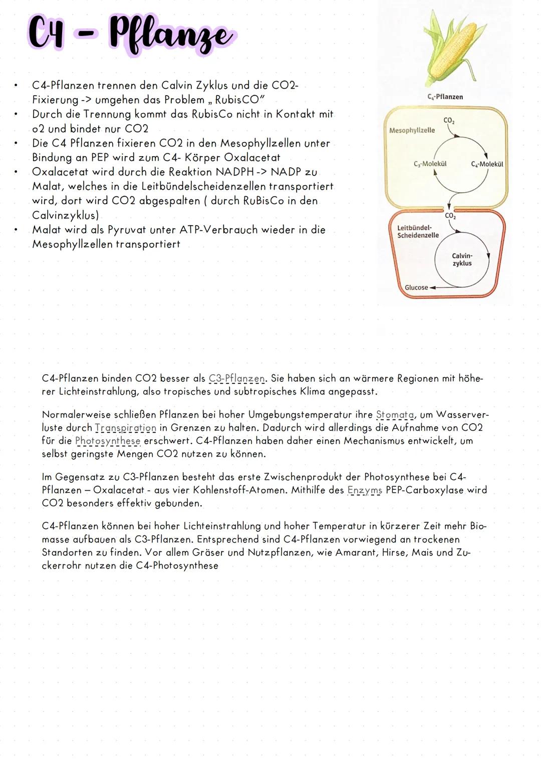 # CAM-Pflanzen
Säuregehalt der Vakuole
niedrig
hoch
duren Malat
Salz der
Apfelsäure
Pflanzen können sich ihrer Umgebung anpassen. Es gibt