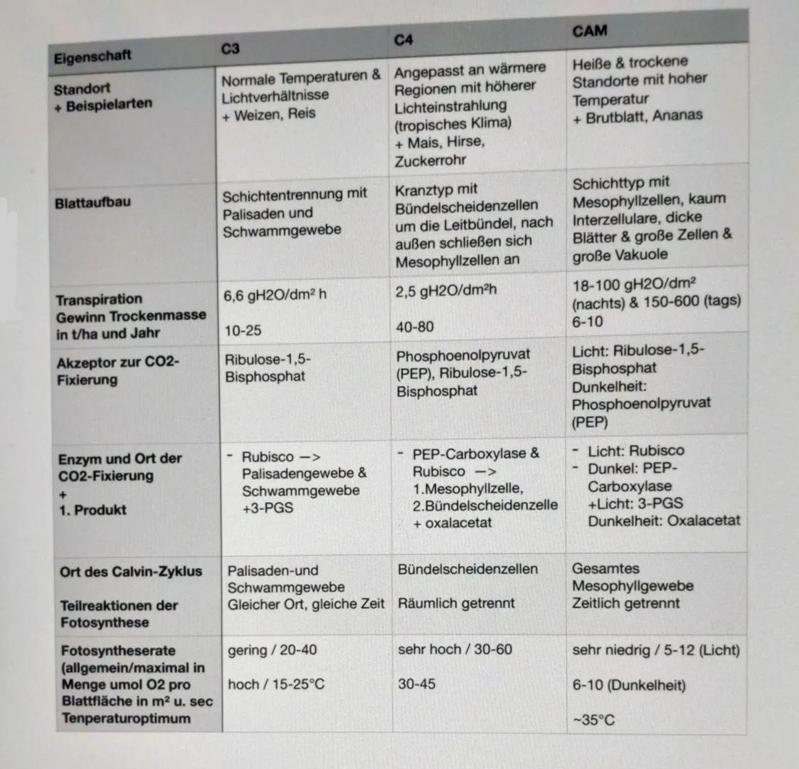 # CAM-Pflanzen
Säuregehalt der Vakuole
niedrig
hoch
duren Malat
Salz der
Apfelsäure
Pflanzen können sich ihrer Umgebung anpassen. Es gibt
