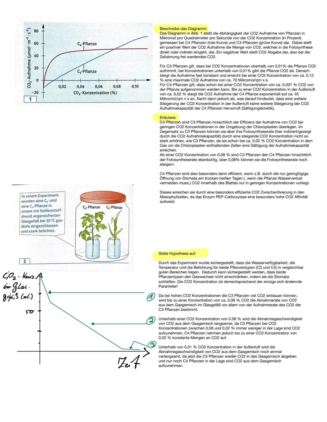 # CAM-Pflanzen
Säuregehalt der Vakuole
niedrig
hoch
duren Malat
Salz der
Apfelsäure
Pflanzen können sich ihrer Umgebung anpassen. Es gibt