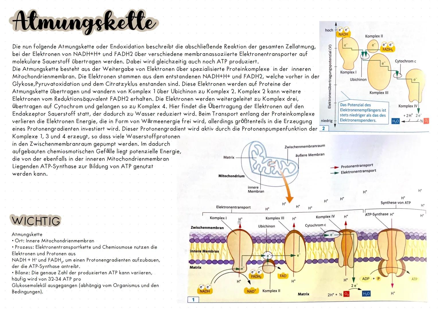# Atmungskette
Die nun folgende Atmungskette oder Endoxidation beschreibt die abschließende Reaktion der gesamten Zellatmung,
bei der Elekt