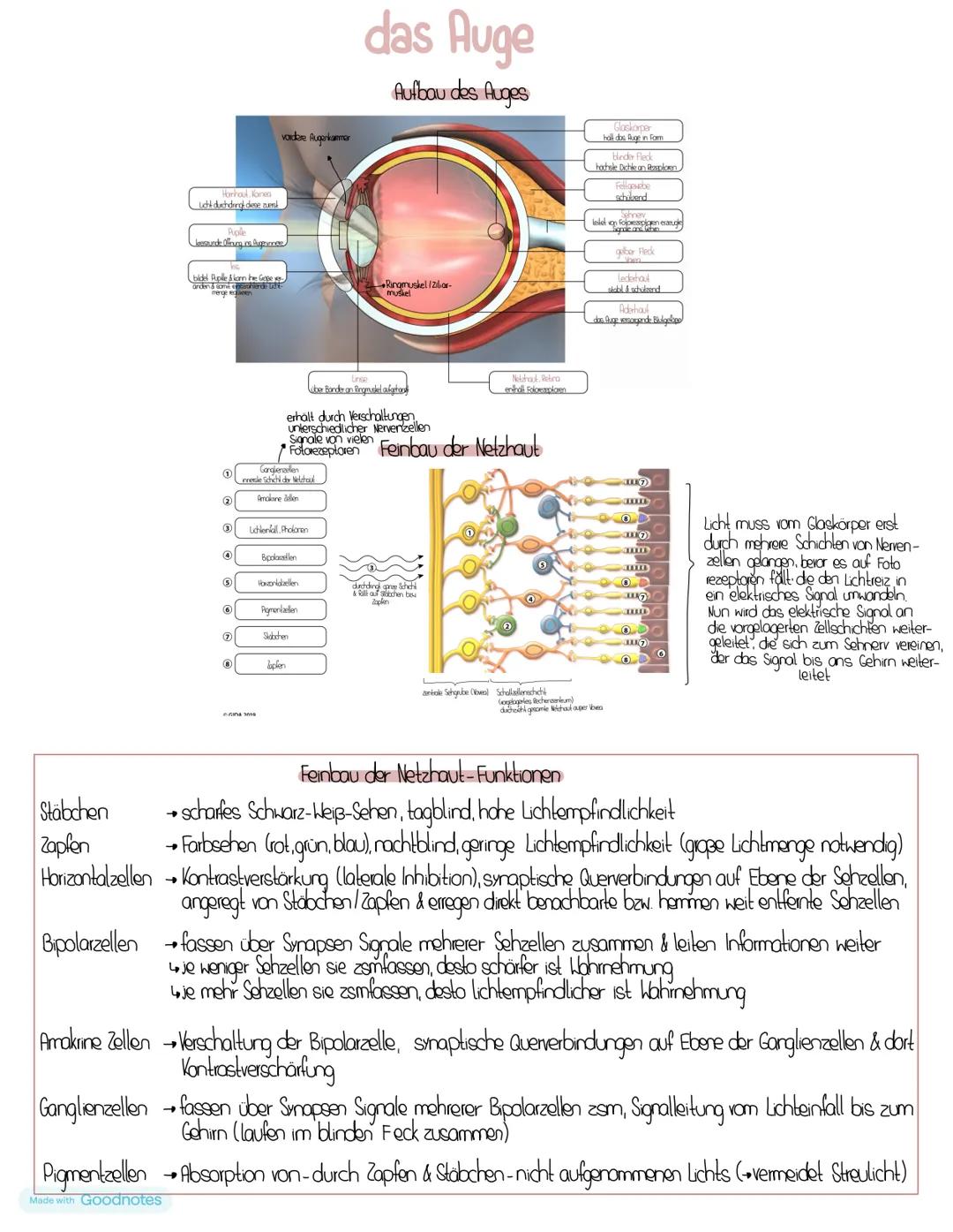 # das Auge
Aufbau des Auges
Vanhool, Korea
uới dưchding deve zami
vacare Augeriamer
Riple
Uresunde Offring na Augeres
Gasiora
hall d