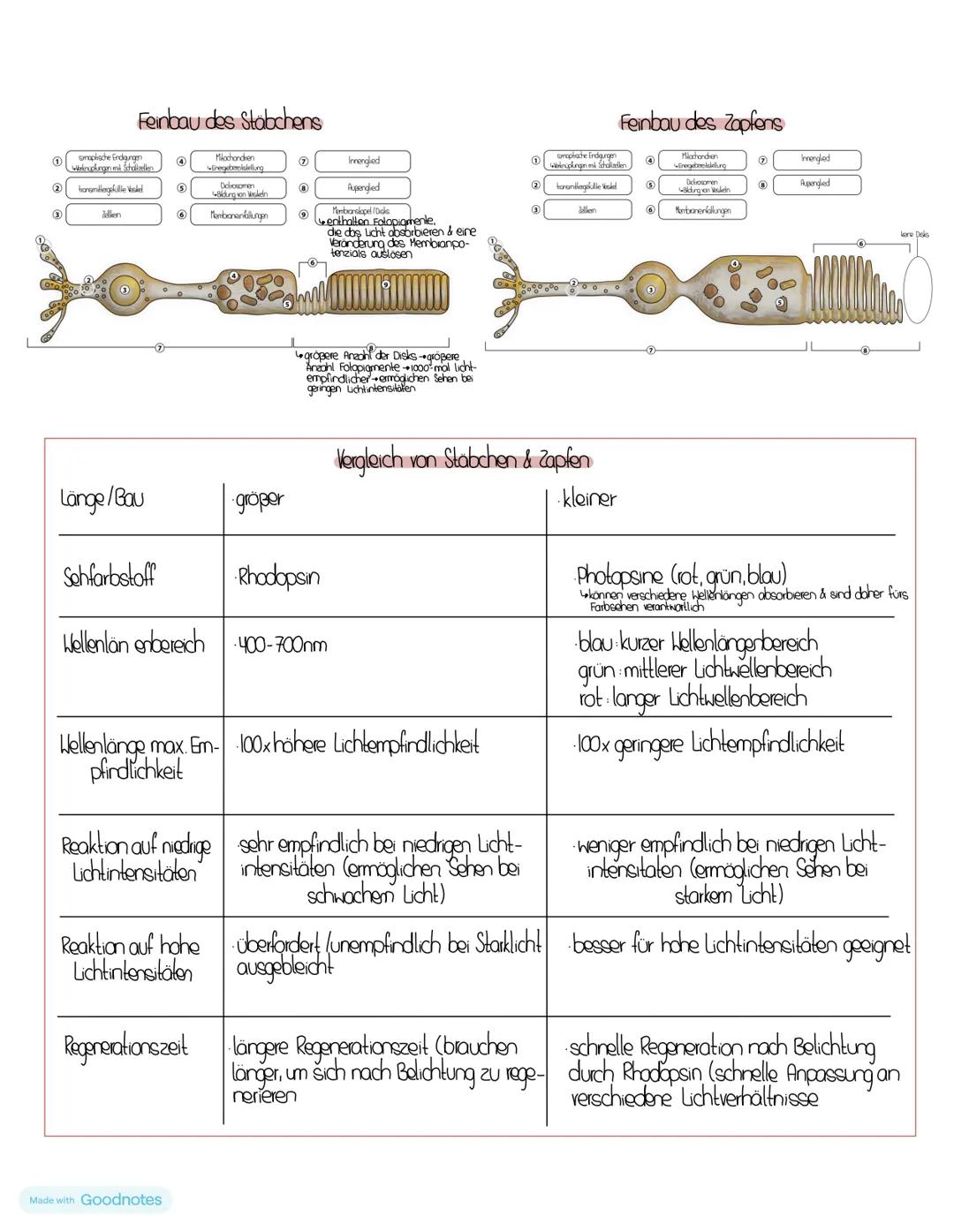 # das Auge
Aufbau des Auges
Vanhool, Korea
uới dưchding deve zami
vacare Augeriamer
Riple
Uresunde Offring na Augeres
Gasiora
hall d