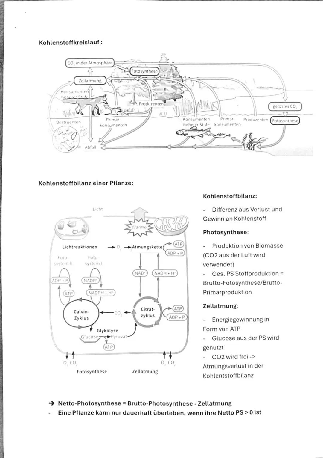 Ökologie
Überblick:
1. Wichtige Begriffe klären
- Okosysteme
- Biotop
- Biozonose
- Biotische und abiotische Faktoren
- Okologische Nische