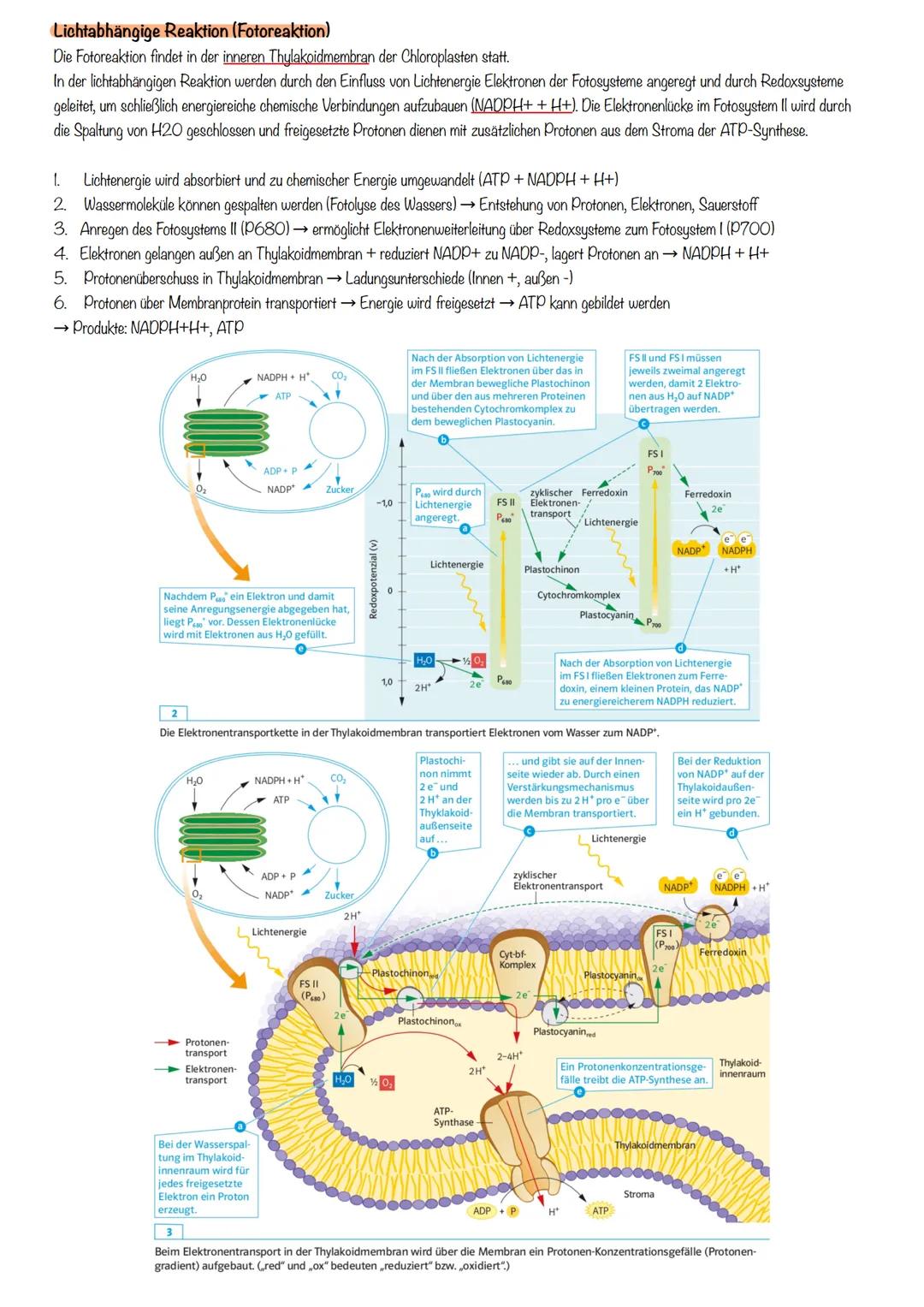 # Ökologie
Ökologie:
Ein Teilgebiet der Biologie, das sich mit den Wechselbeziehungen zwischen Organismen und ihrer Umwelt beschäftigt.
Bi