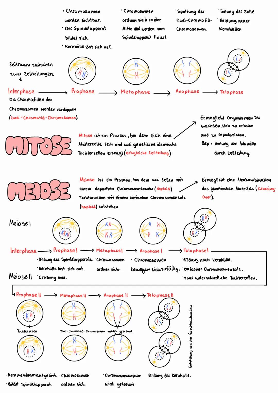 - Chromosomen
werden sichtbar.
- Der Spindelapperat
bildet sich.
- Kernhülle löst sich auf.
- Chromosomen
ordnen sich in der
Mitte und werde