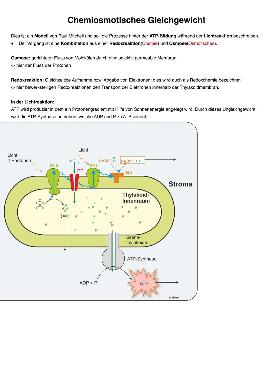 Q2.2 Grundlegende Stoffwechselprozesse: Fotosynthese und Grundlagen der
Zellatmung
grundlegendes Niveau (Grundkurs und Leistungskurs)
Blatta