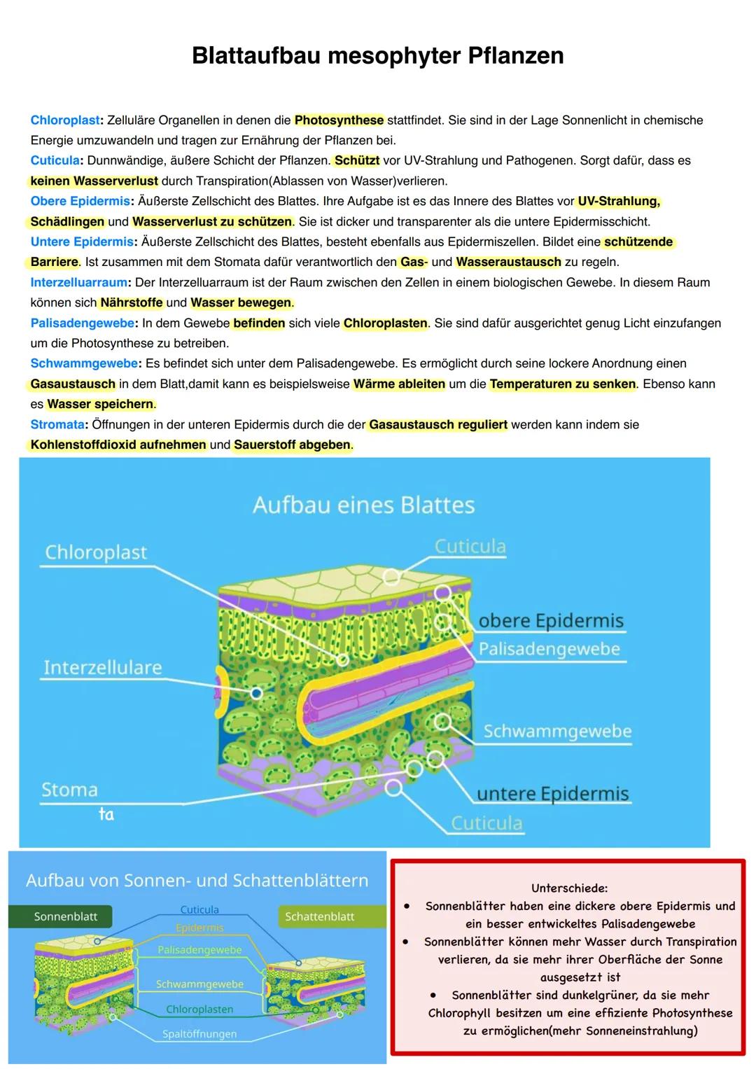 Q2.2 Grundlegende Stoffwechselprozesse: Fotosynthese und Grundlagen der
Zellatmung
grundlegendes Niveau (Grundkurs und Leistungskurs)
Blatta