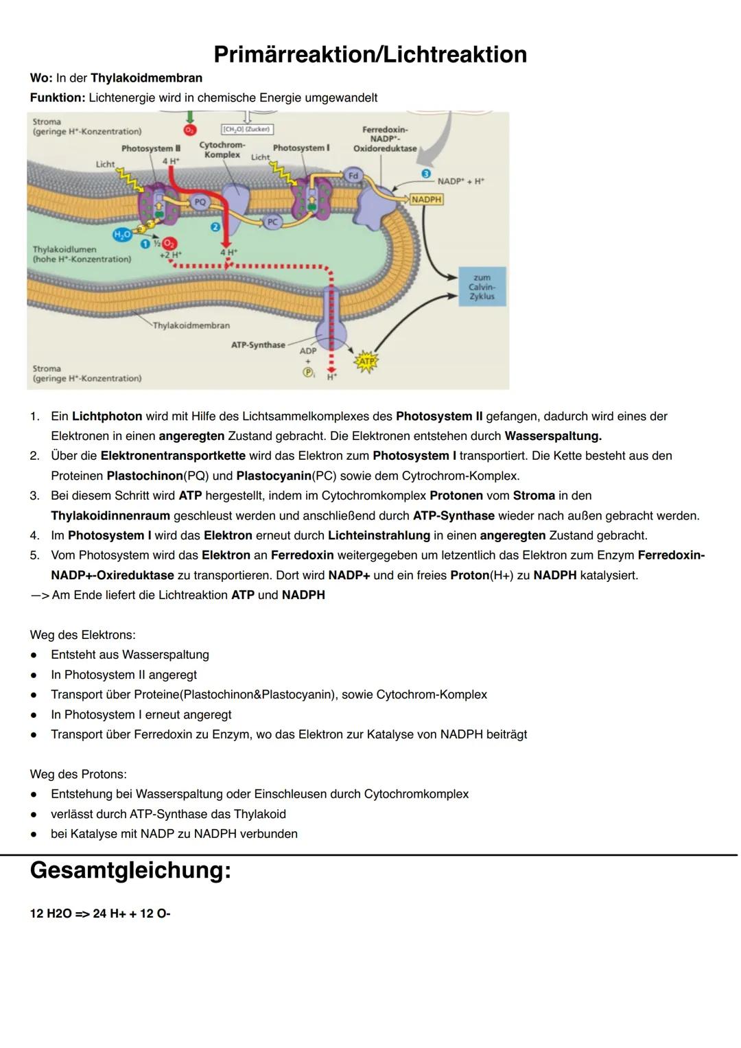 Q2.2 Grundlegende Stoffwechselprozesse: Fotosynthese und Grundlagen der
Zellatmung
grundlegendes Niveau (Grundkurs und Leistungskurs)
Blatta