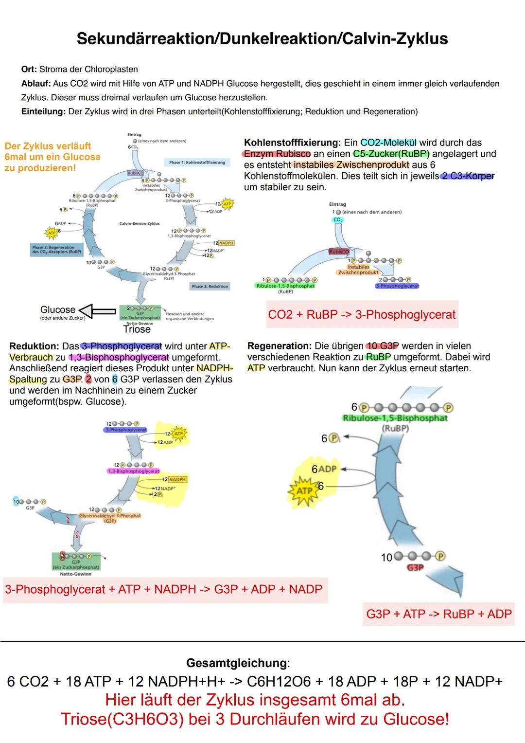 Q2.2 Grundlegende Stoffwechselprozesse: Fotosynthese und Grundlagen der
Zellatmung
grundlegendes Niveau (Grundkurs und Leistungskurs)
Blatta
