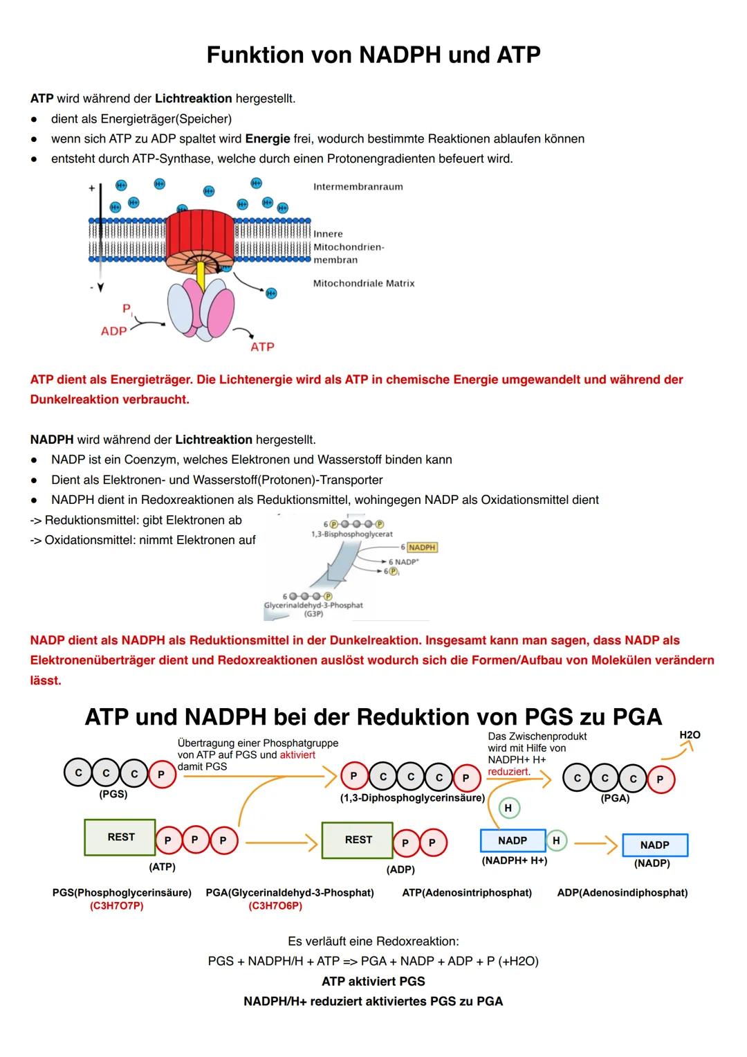 Q2.2 Grundlegende Stoffwechselprozesse: Fotosynthese und Grundlagen der
Zellatmung
grundlegendes Niveau (Grundkurs und Leistungskurs)
Blatta