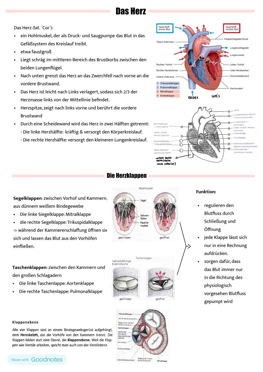 # Das Herz
Das Herz (lat. 'Cor'):
- ein Hohlmuskel, der als Druck- und Saugpumpe das Blut in das
Gefäßsystem des Kreislauf treibt.
- etwa