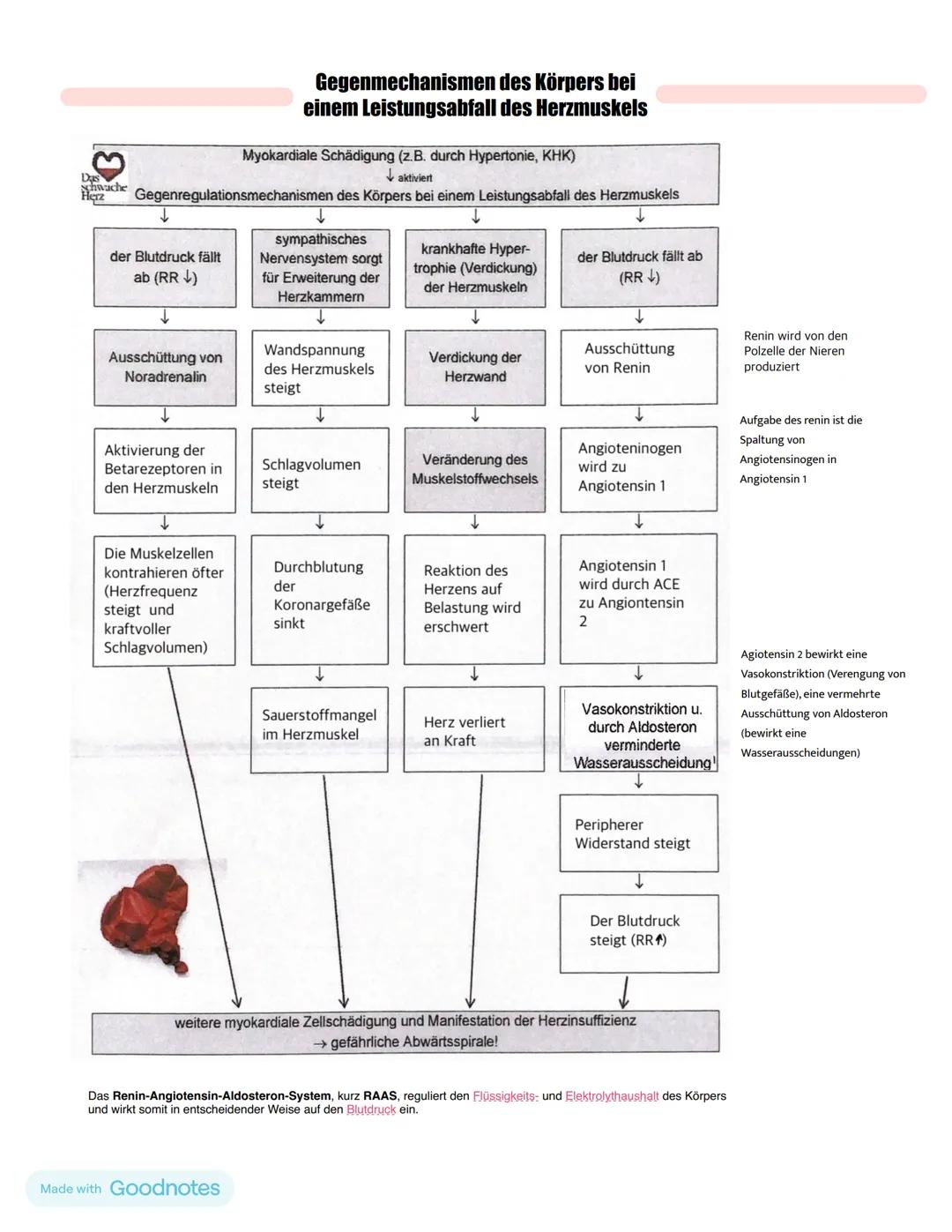 # Herzinsuffizienz
Definition:
- Ein Herzinsuffizienz (Herzschwäche) bedeutet eine Verminderung der Pumpfunktion des Herzes
- Das Myokard i