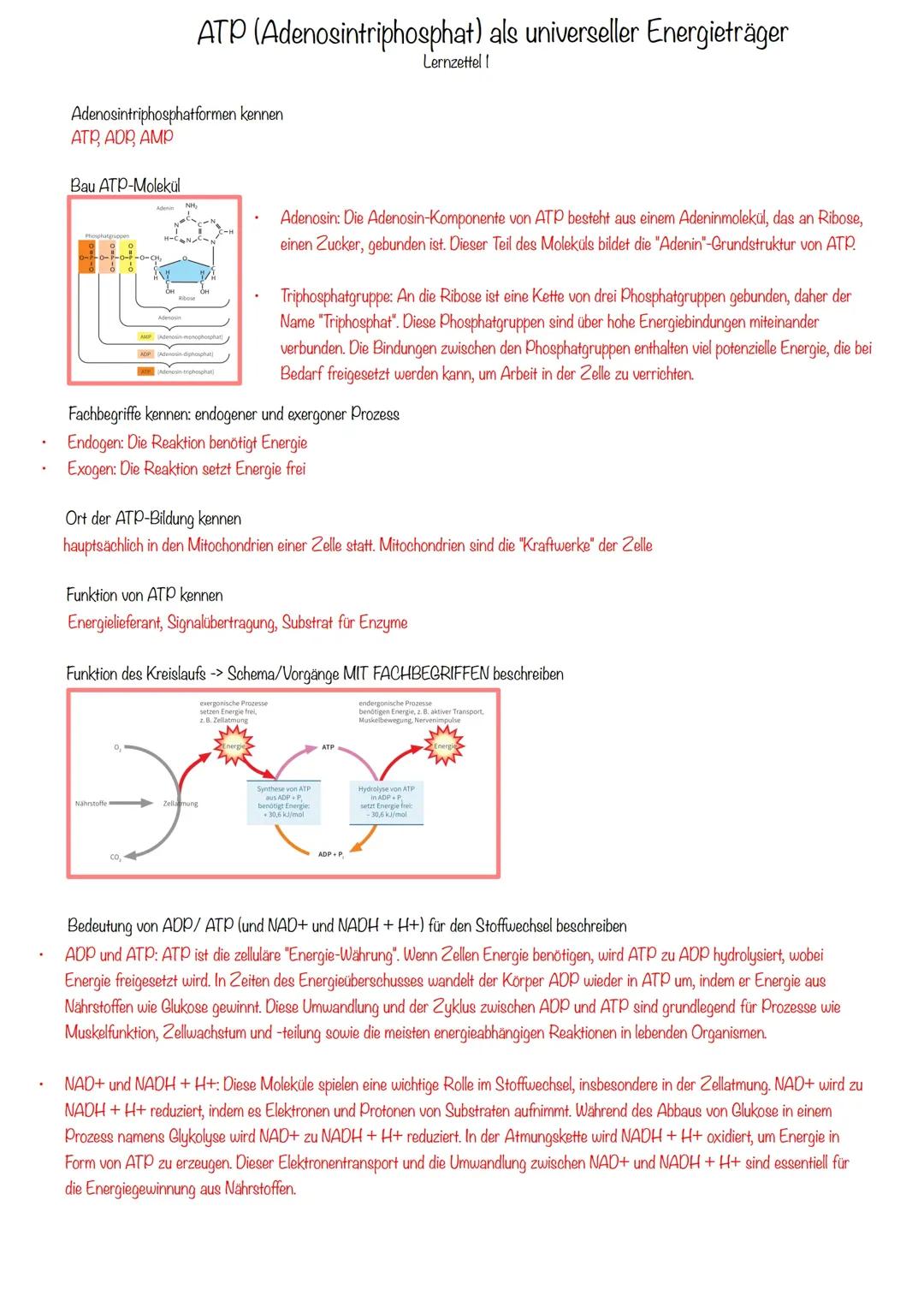 Zellatmung, ATP, Mitochondrien, Chemiosmotisches Modell