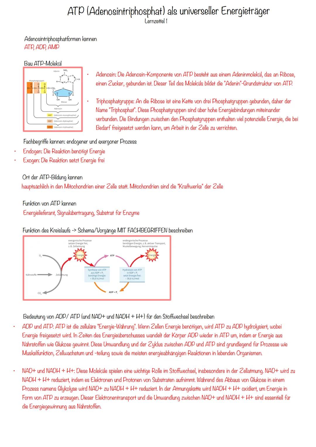 ATP (Adenosintriphosphat) als universeller Energieträger
Adenosintriphosphatformen kennen
ATP, ADP, AMP
Bau ATP-Molekül
Adenin NH₂
Lernzette