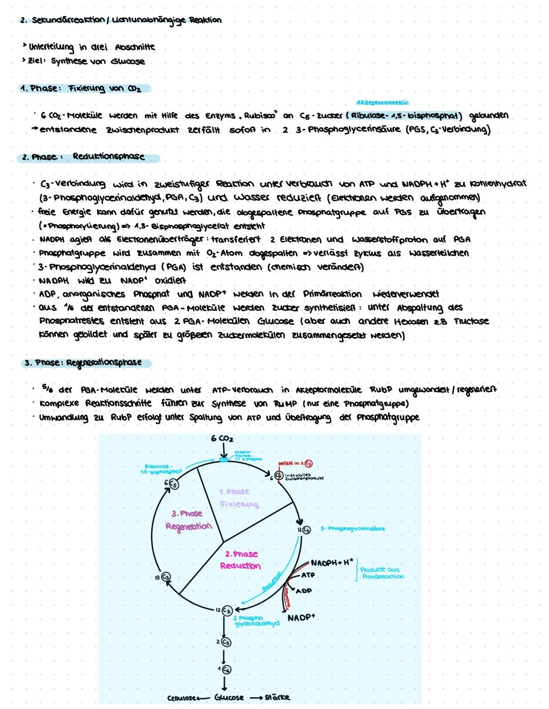 G2.1 Strukturien von ökasystemen
1. Begriff's Definition
Biotop Lebensraum der organismen eines Okosystems
Biozänase Lebensgemeinschaft inne