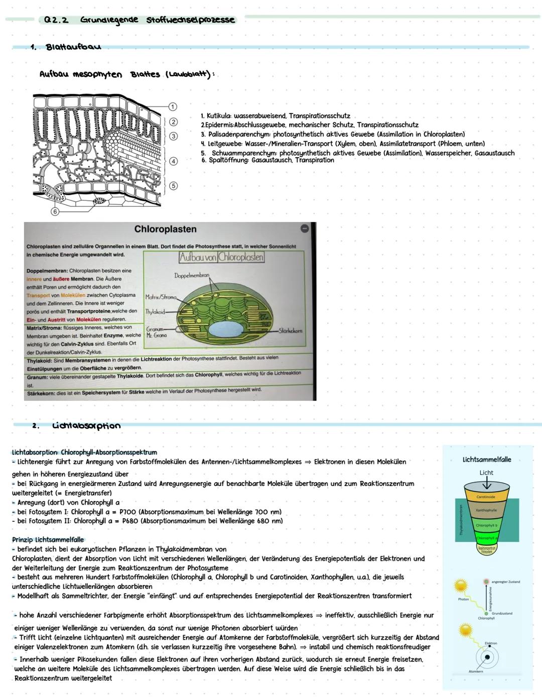 G2.1 Strukturien von ökasystemen
1. Begriff's Definition
Biotop Lebensraum der organismen eines Okosystems
Biozänase Lebensgemeinschaft inne