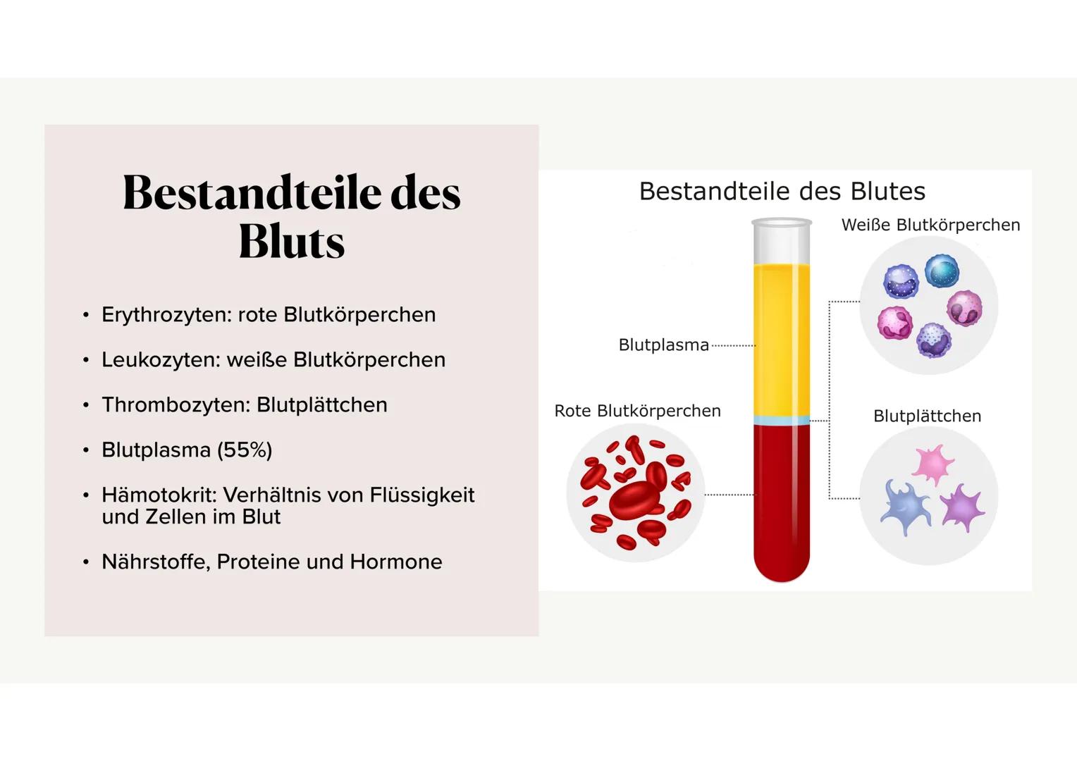 Das Blut Gliederung
.
•
Aufgaben des Bluts
Bestandteile des Bluts
⚫ Blutplasma
• Erythrozyten, Thrombozyten, Leukozyten
·
Blutgruppen
•
Rhes