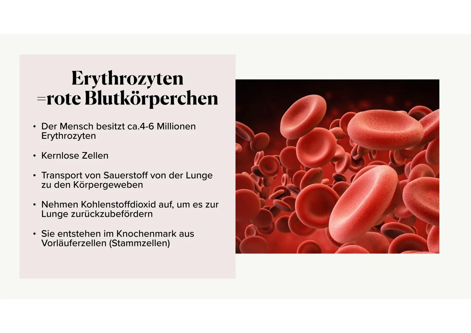 Das Blut Gliederung
.
•
Aufgaben des Bluts
Bestandteile des Bluts
⚫ Blutplasma
• Erythrozyten, Thrombozyten, Leukozyten
·
Blutgruppen
•
Rhes