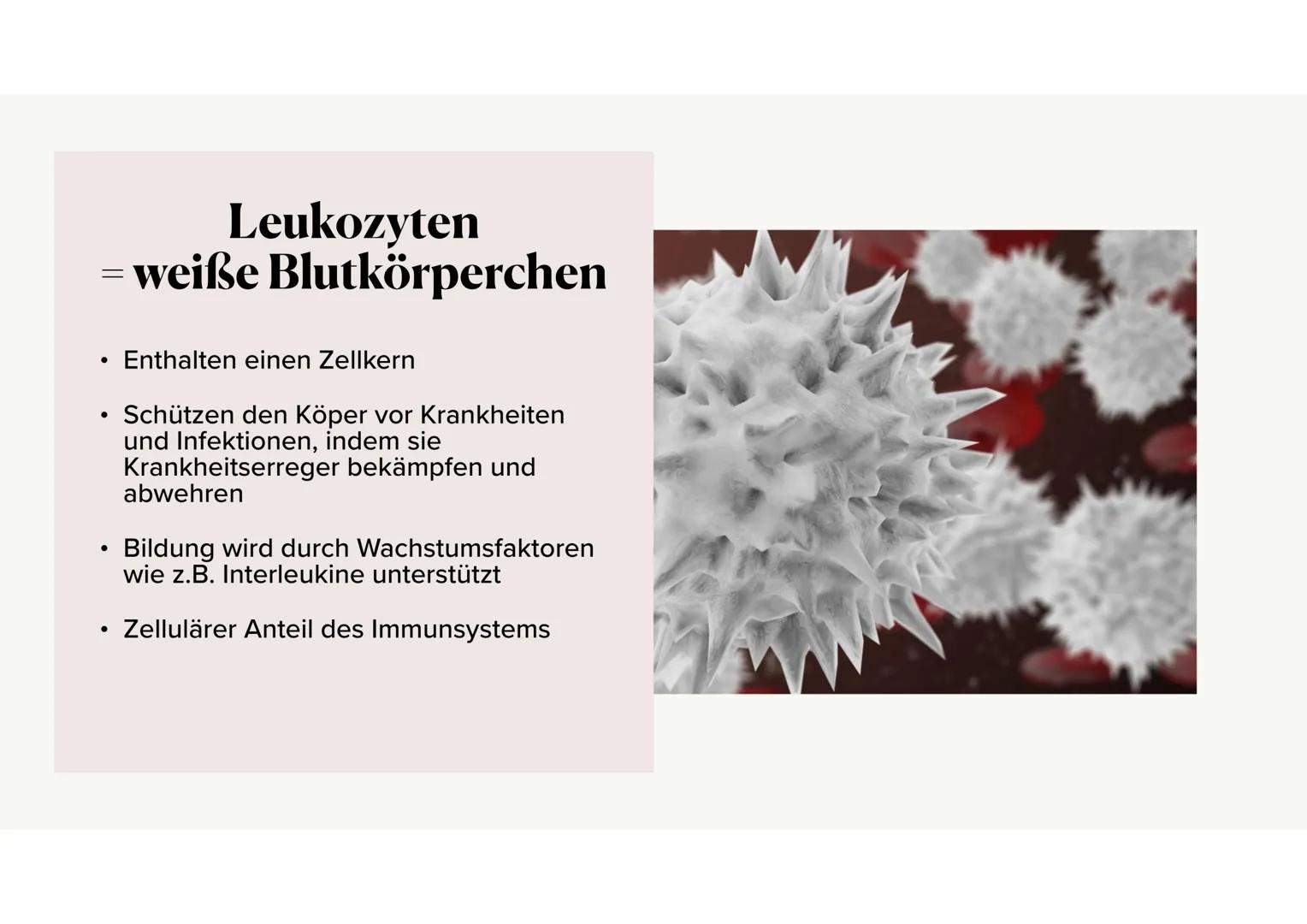 Das Blut Gliederung
.
•
Aufgaben des Bluts
Bestandteile des Bluts
⚫ Blutplasma
• Erythrozyten, Thrombozyten, Leukozyten
·
Blutgruppen
•
Rhes