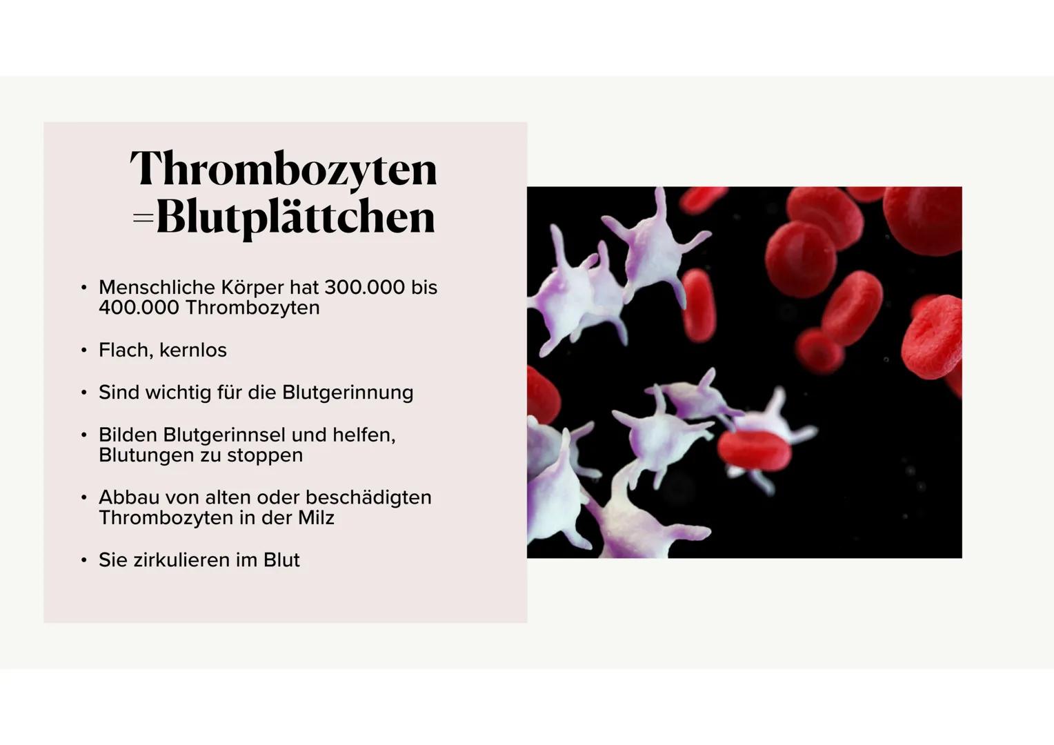 Das Blut Gliederung
.
•
Aufgaben des Bluts
Bestandteile des Bluts
⚫ Blutplasma
• Erythrozyten, Thrombozyten, Leukozyten
·
Blutgruppen
•
Rhes