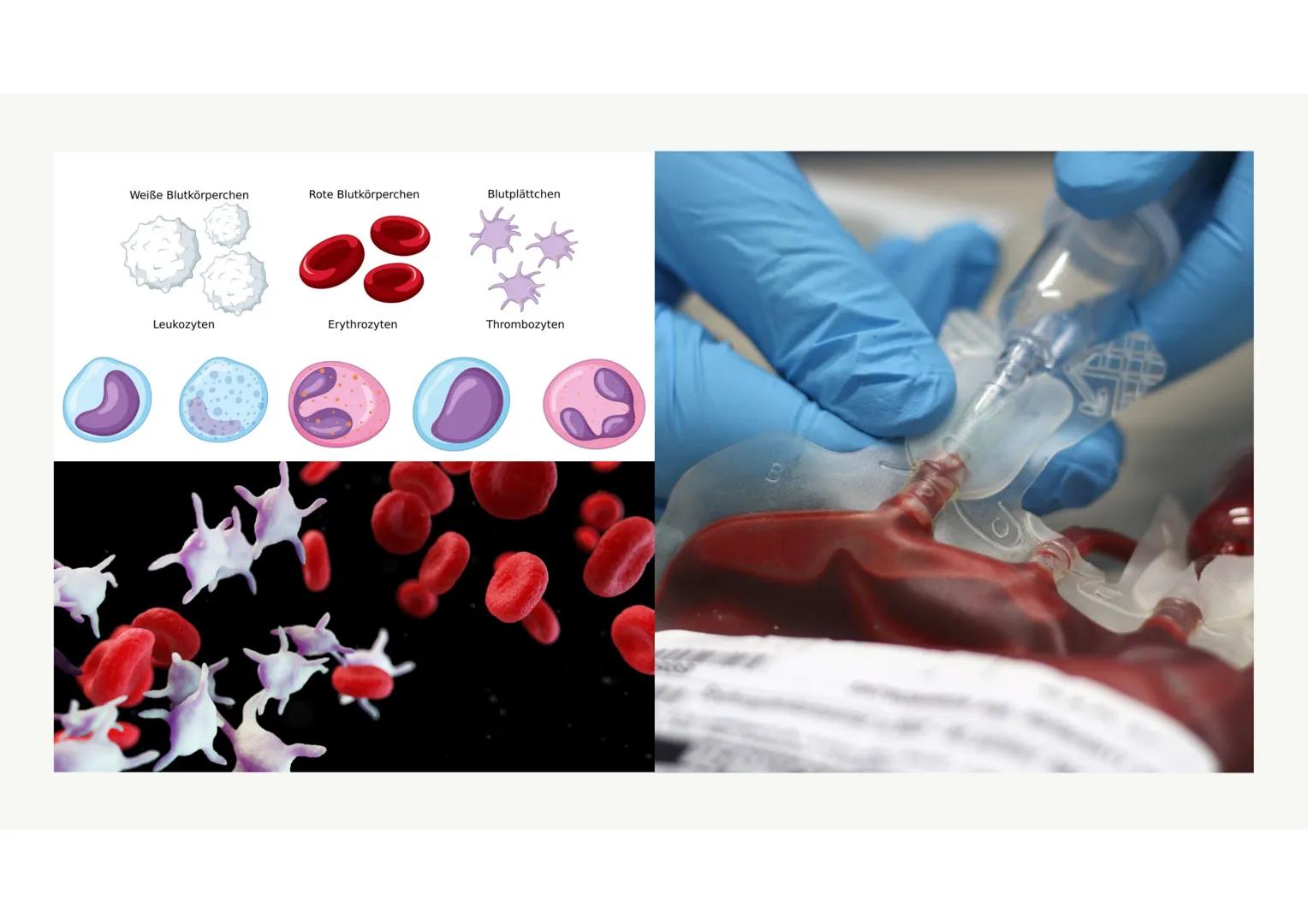 Das Blut Gliederung
.
•
Aufgaben des Bluts
Bestandteile des Bluts
⚫ Blutplasma
• Erythrozyten, Thrombozyten, Leukozyten
·
Blutgruppen
•
Rhes