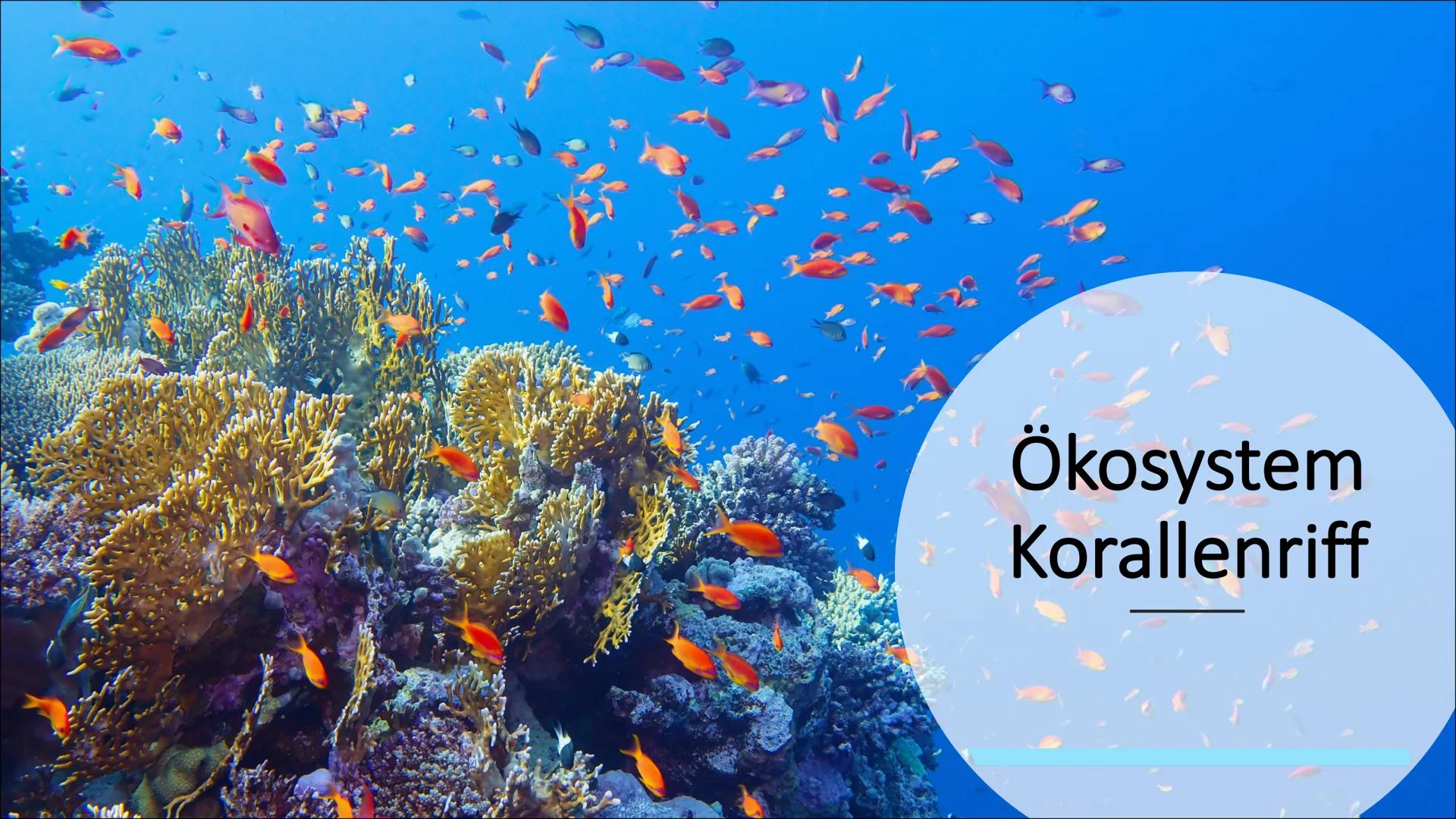 Stall
Ökosystem
Korallenriff Gliederung
Verbreitungsgebiet von Korallenriff
Korallenriff - Biotop & Biozönose
Zonierung
Rifftypen
Allgemein/