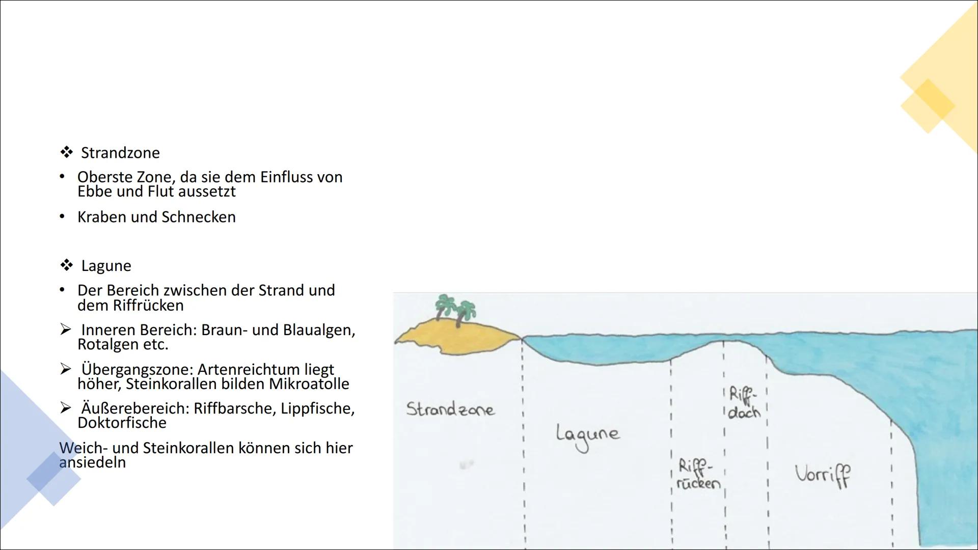 Stall
Ökosystem
Korallenriff Gliederung
Verbreitungsgebiet von Korallenriff
Korallenriff - Biotop & Biozönose
Zonierung
Rifftypen
Allgemein/