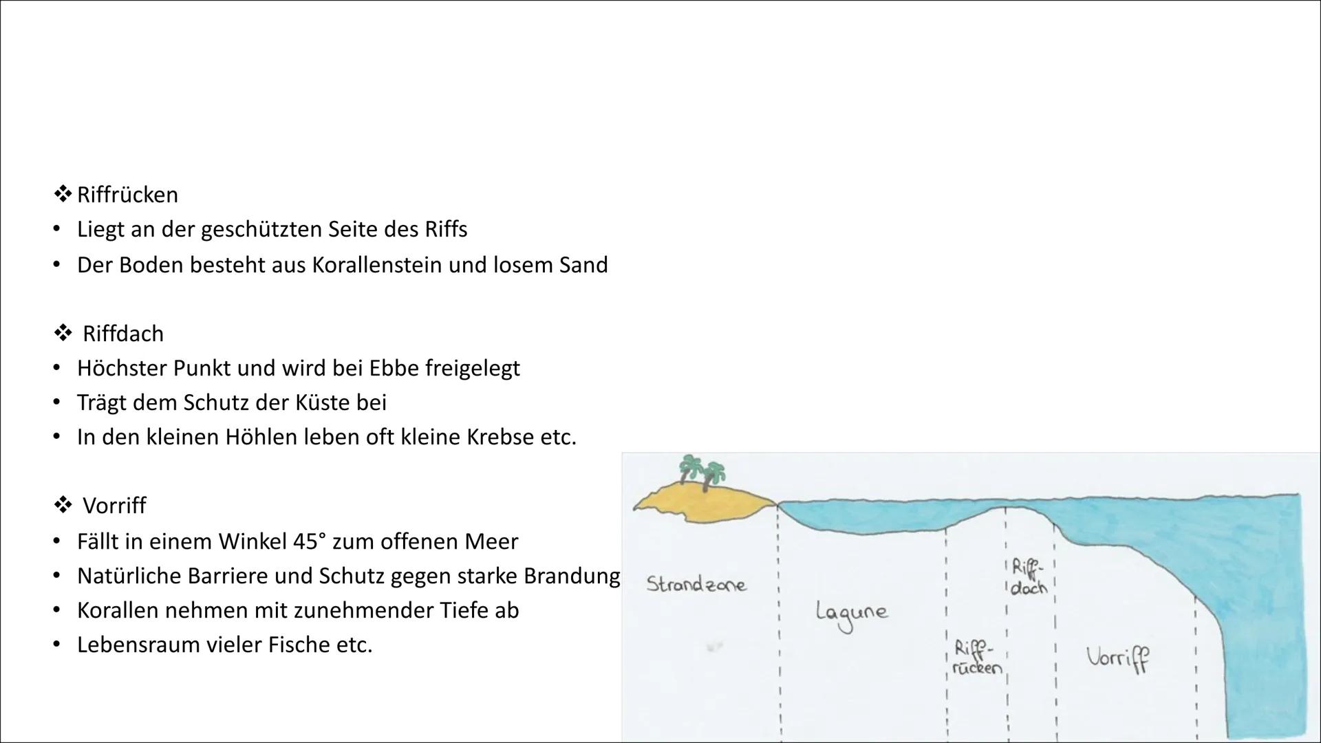 Stall
Ökosystem
Korallenriff Gliederung
Verbreitungsgebiet von Korallenriff
Korallenriff - Biotop & Biozönose
Zonierung
Rifftypen
Allgemein/