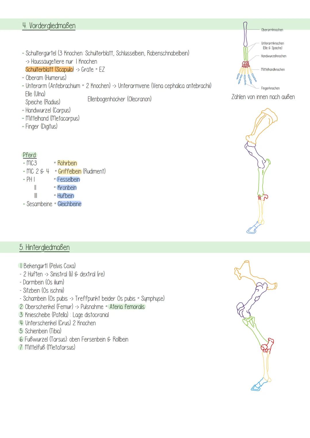 Knochen Formen
Röhrknochen (Röhrbein, Mittelhandknochen)
Platte Knochen (Schädel, Schulterblatt)
Kurze Knochen (Wirbel
Endstück
(Epiphyse)
W