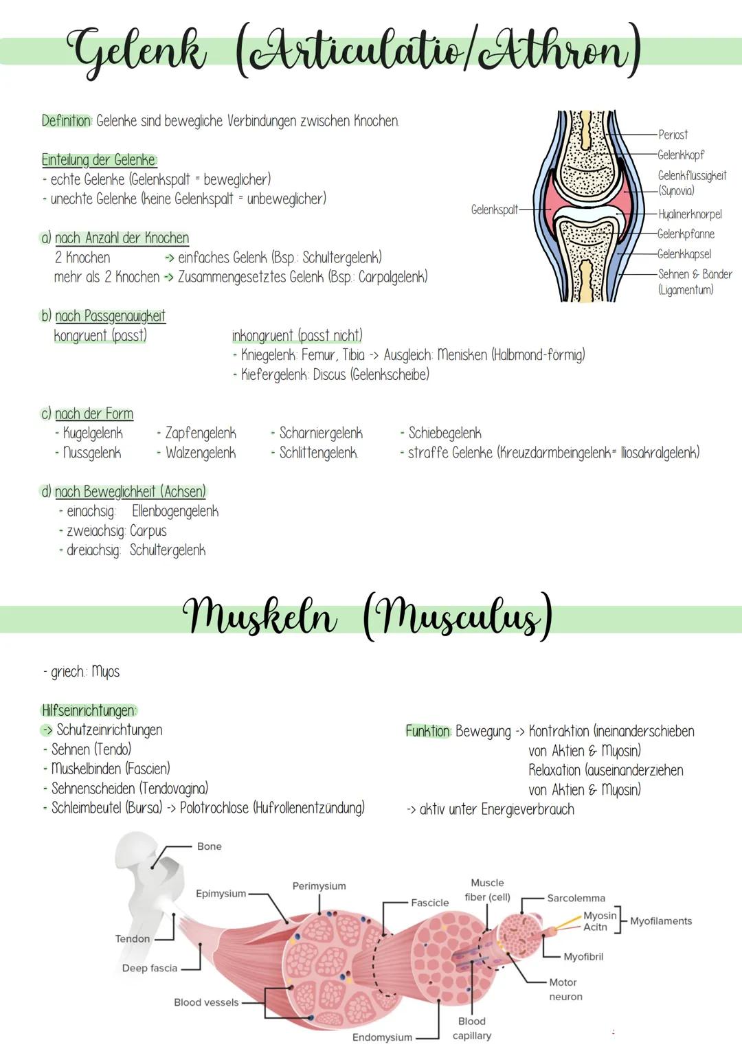 Knochen Formen
Röhrknochen (Röhrbein, Mittelhandknochen)
Platte Knochen (Schädel, Schulterblatt)
Kurze Knochen (Wirbel
Endstück
(Epiphyse)
W
