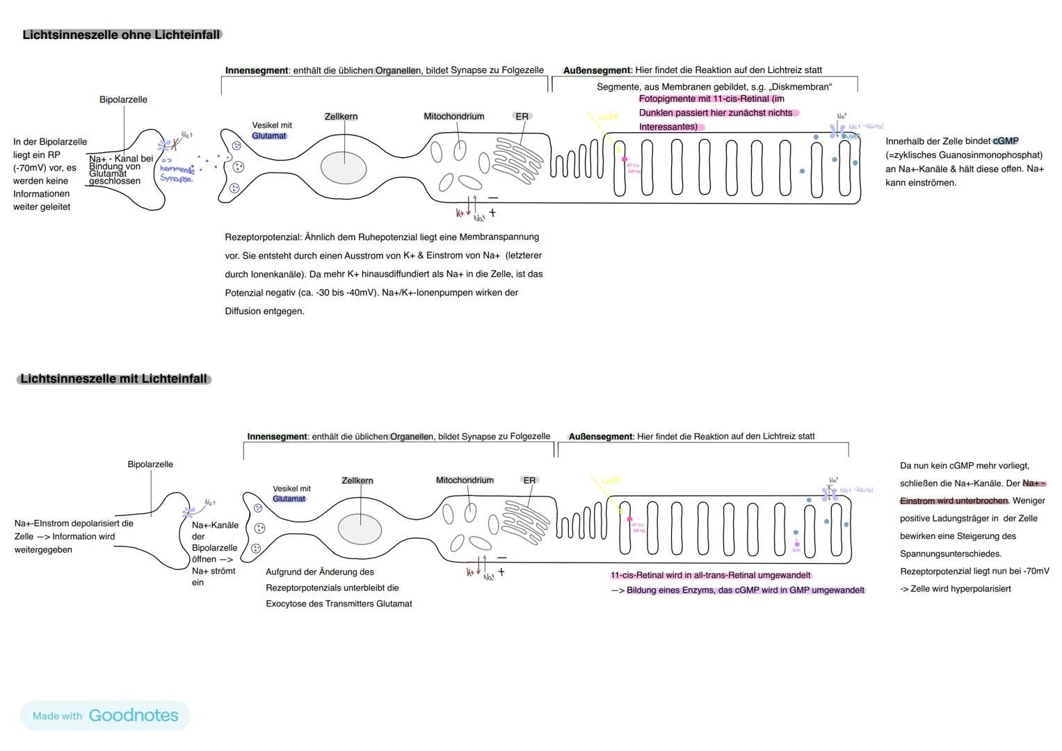 Reiz-Reaktion
Außenwelt
im Körper
Nerven
bahn
Reiz -> Sinneszelle
ZNS
(Zentrales Nervensystem)
-> Gehirn (Wahrnehmung,
Verarbeitung)
->