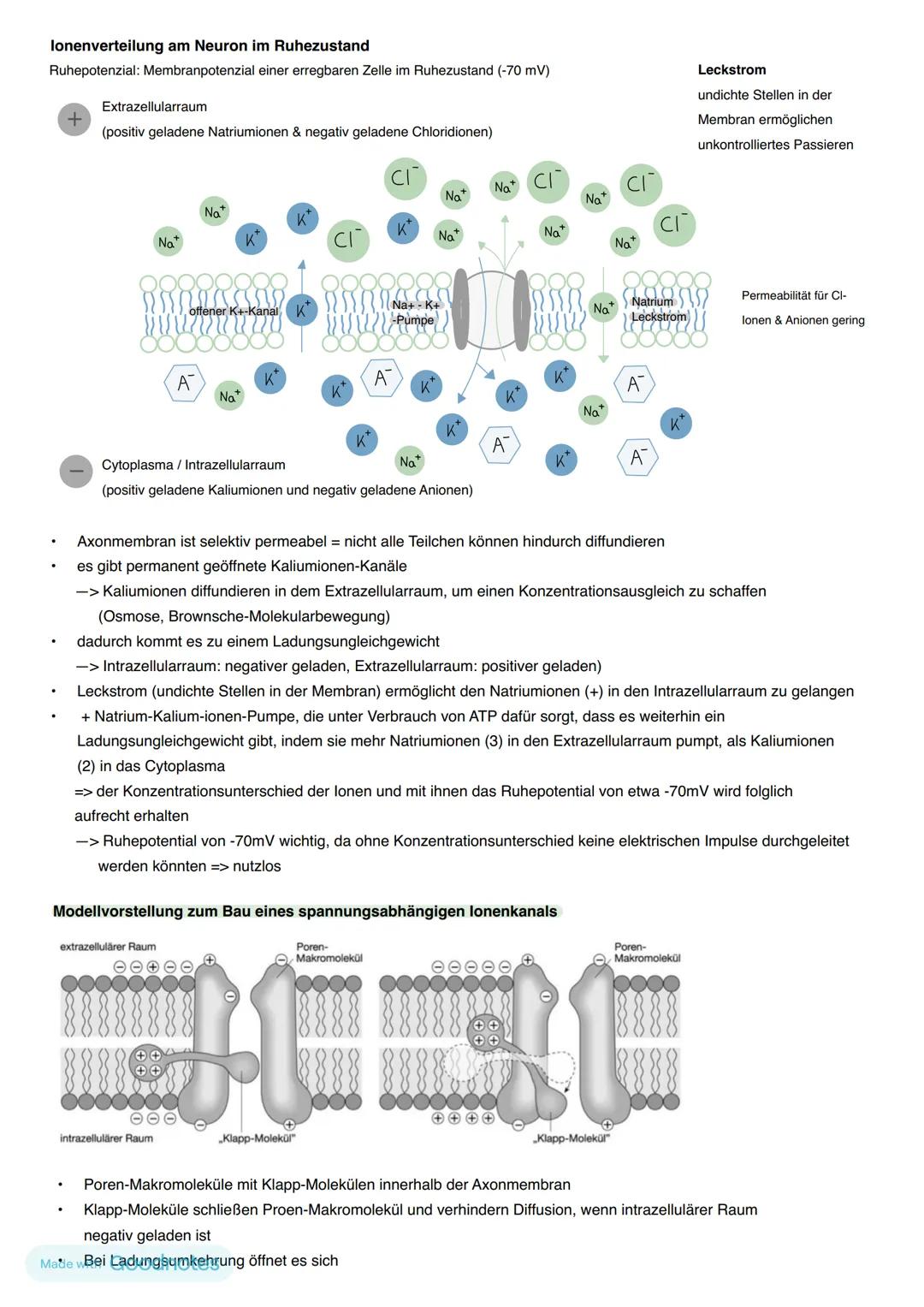 Reiz-Reaktion
Außenwelt
im Körper
Nerven
bahn
Reiz -> Sinneszelle
ZNS
(Zentrales Nervensystem)
-> Gehirn (Wahrnehmung,
Verarbeitung)
->
